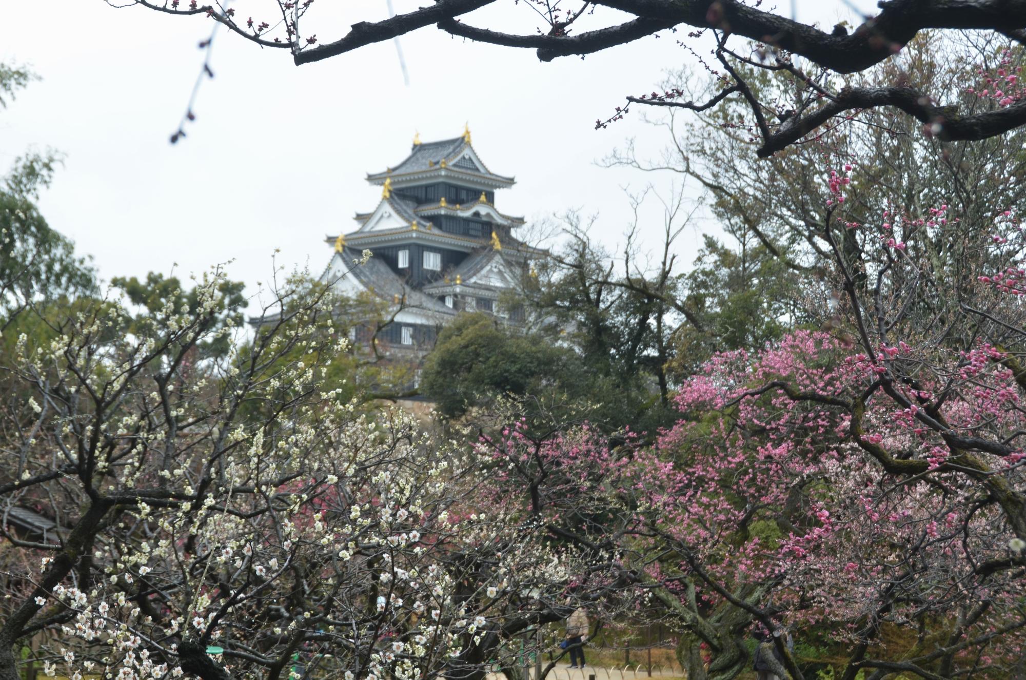 見ごろとなつた梅の花。