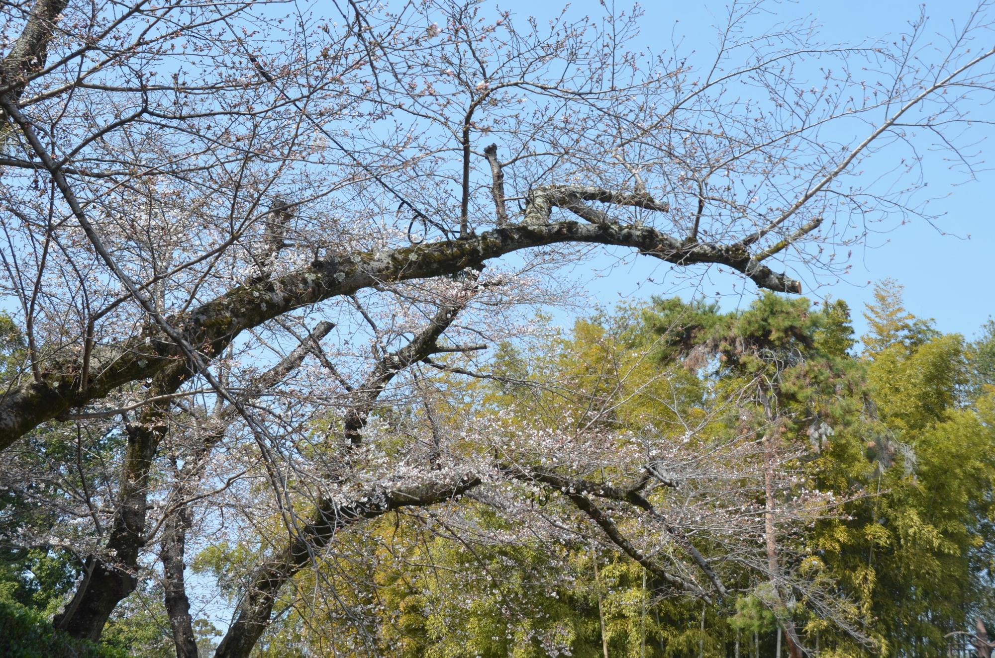 南門近くのソメイヨシノ。