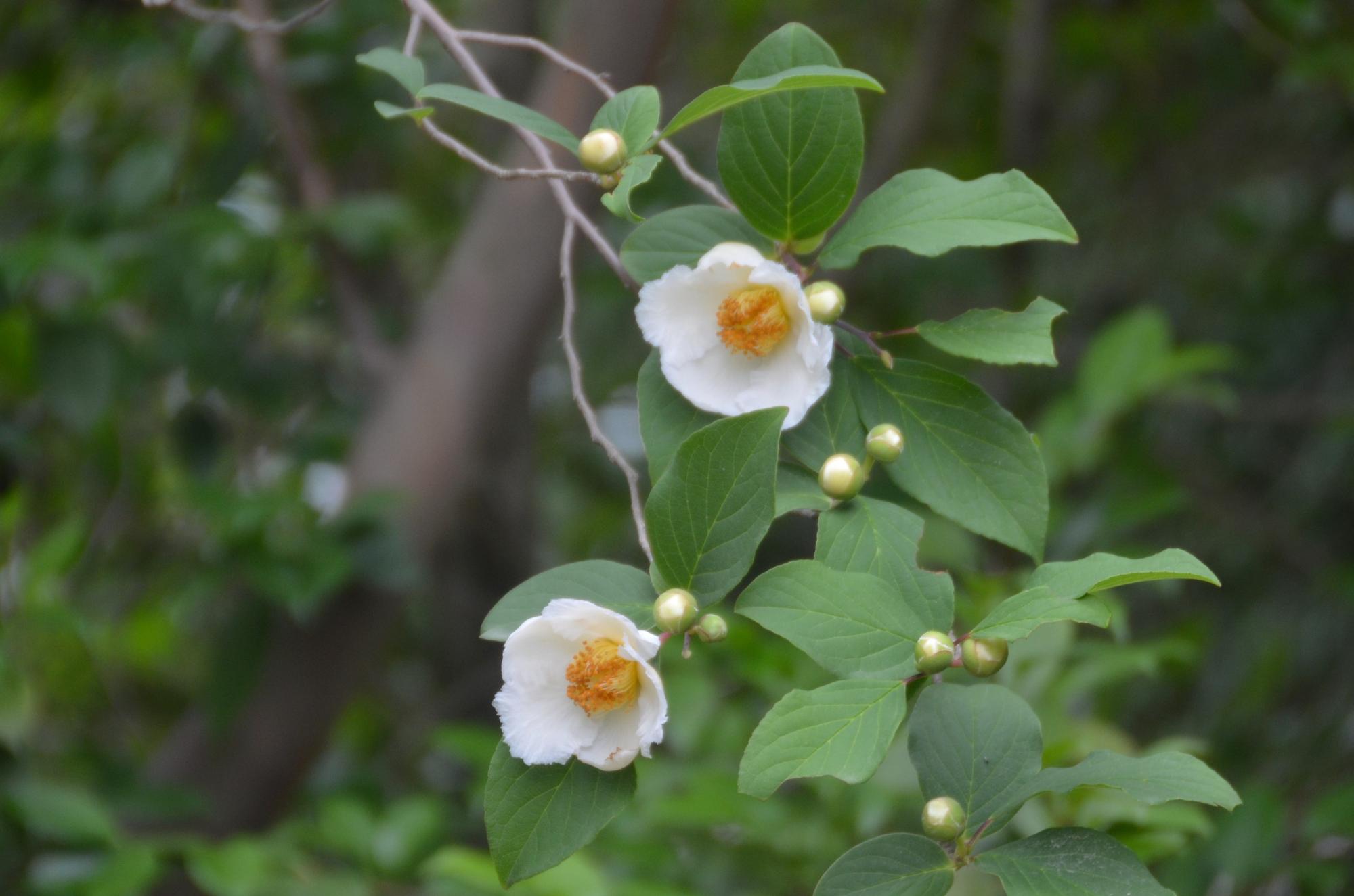 夏椿の花。
