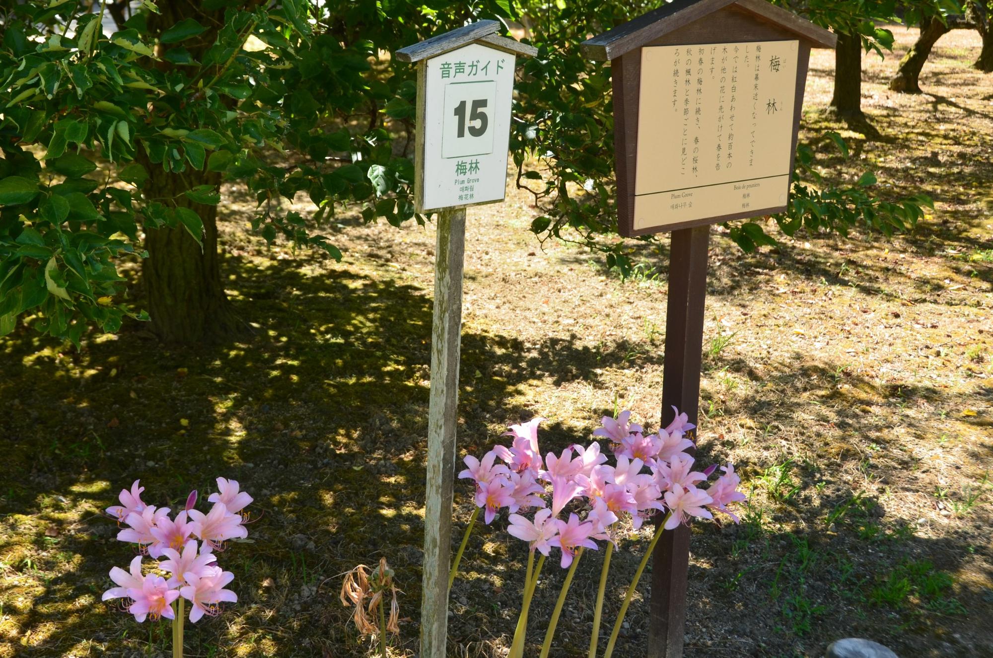 梅林に咲くナツズイセン。