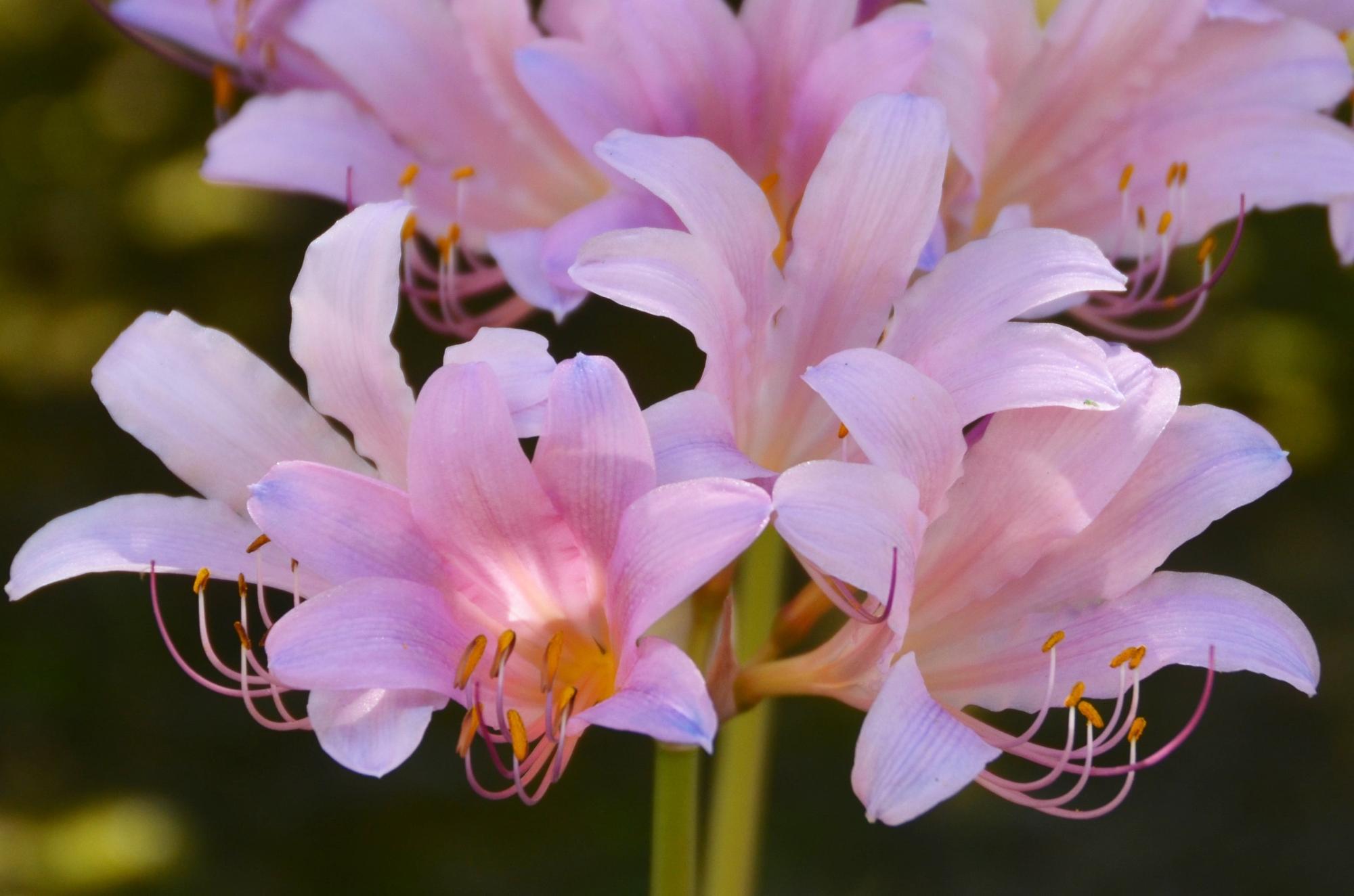 ナツズイセンの花。