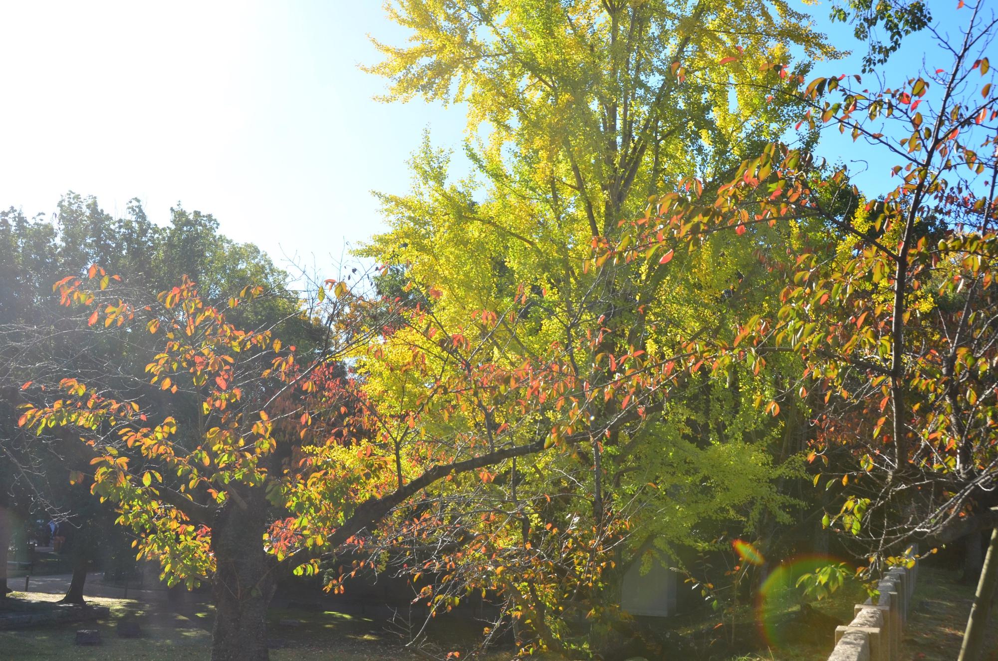 西外園のイチョウと桜の紅葉。