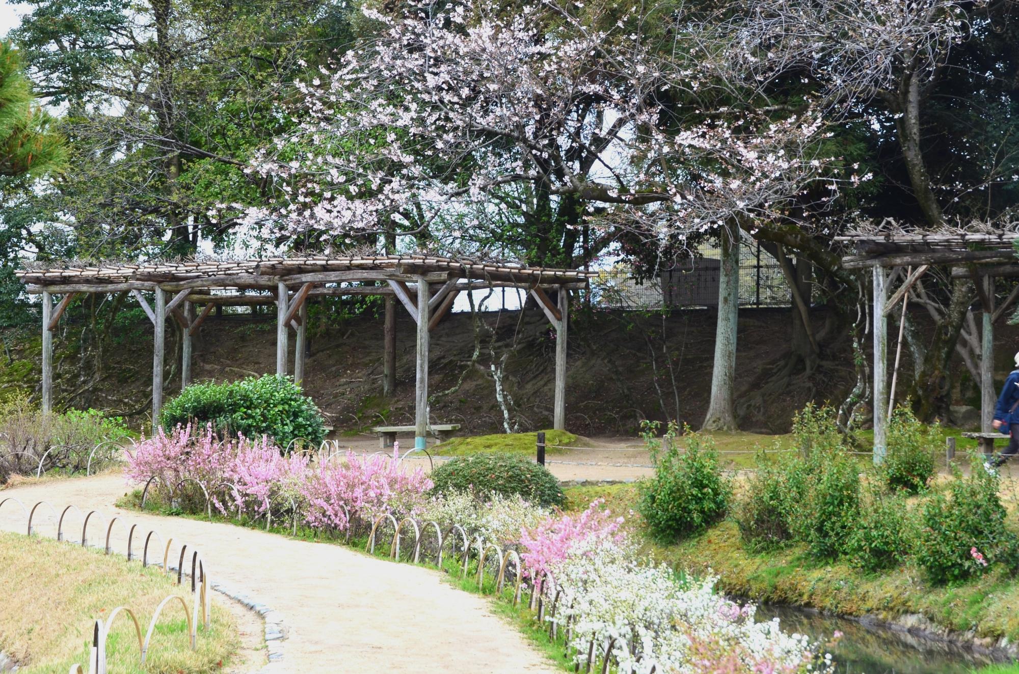 ピンク色のニワウメと白色のニワザクラ。