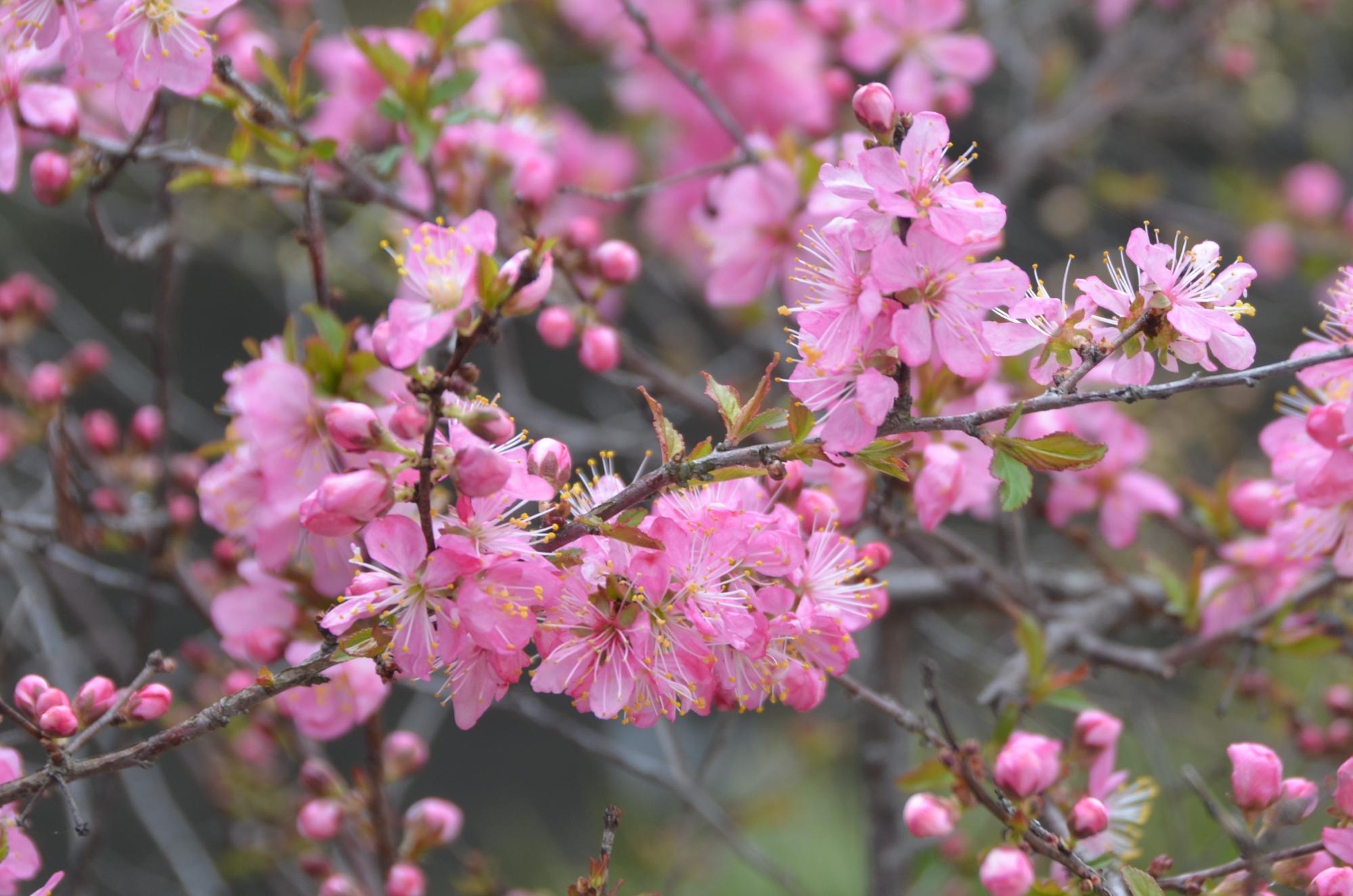 ピンク色のニワウメ。