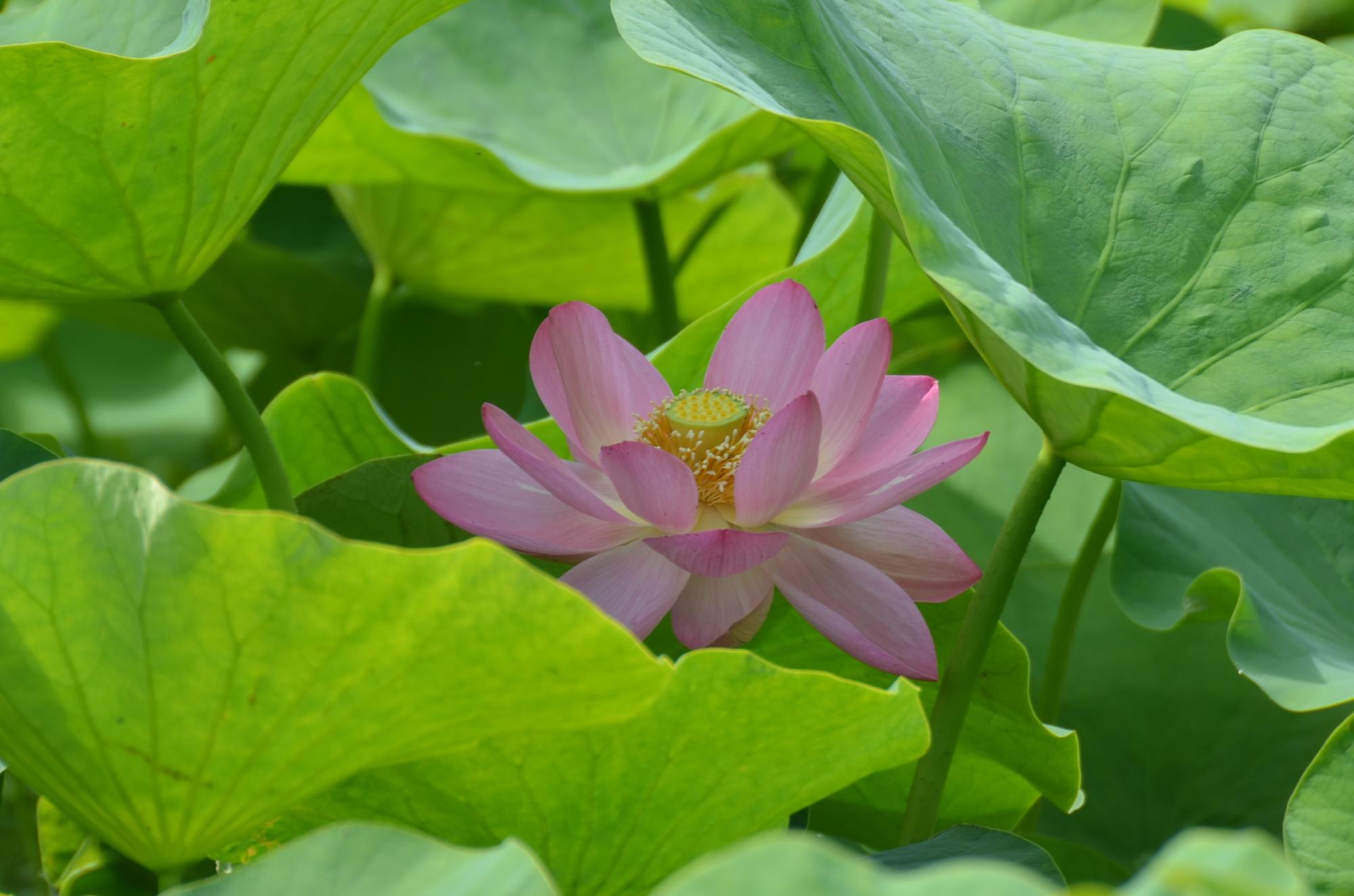 大賀ハス開花2日目です。