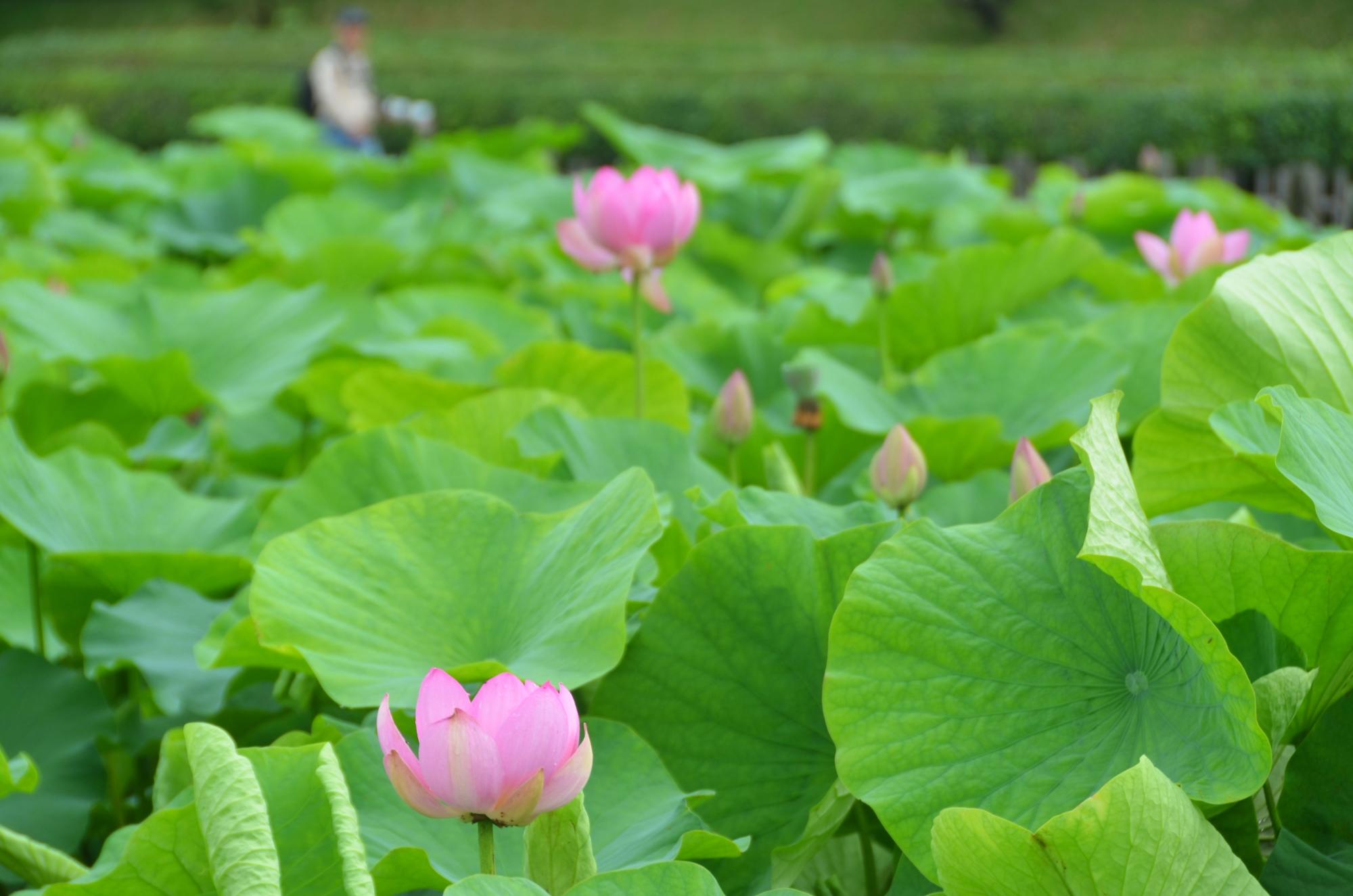 井田に咲く大賀ハスの花。