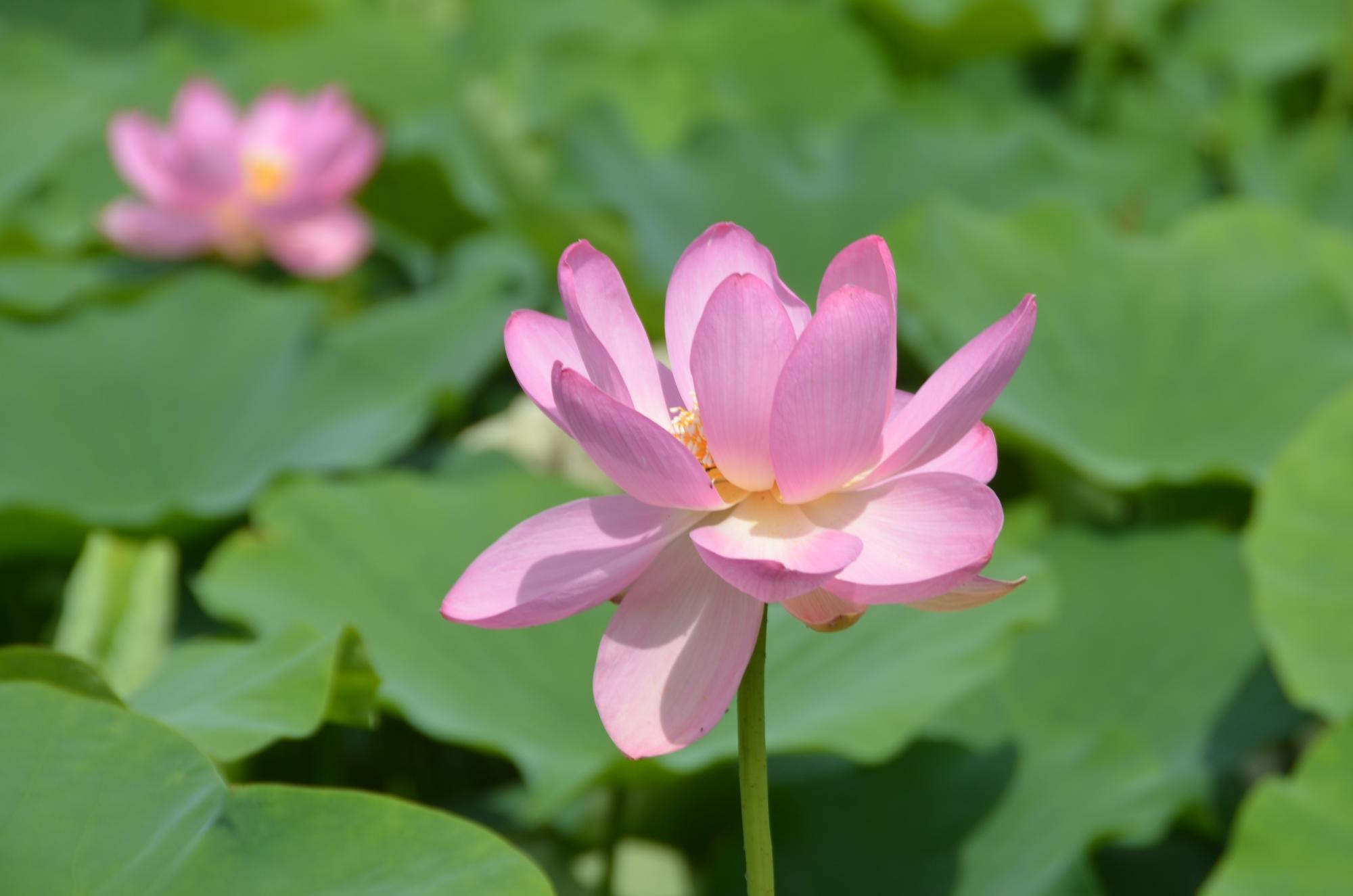 5月31日開花した大賀ハス。