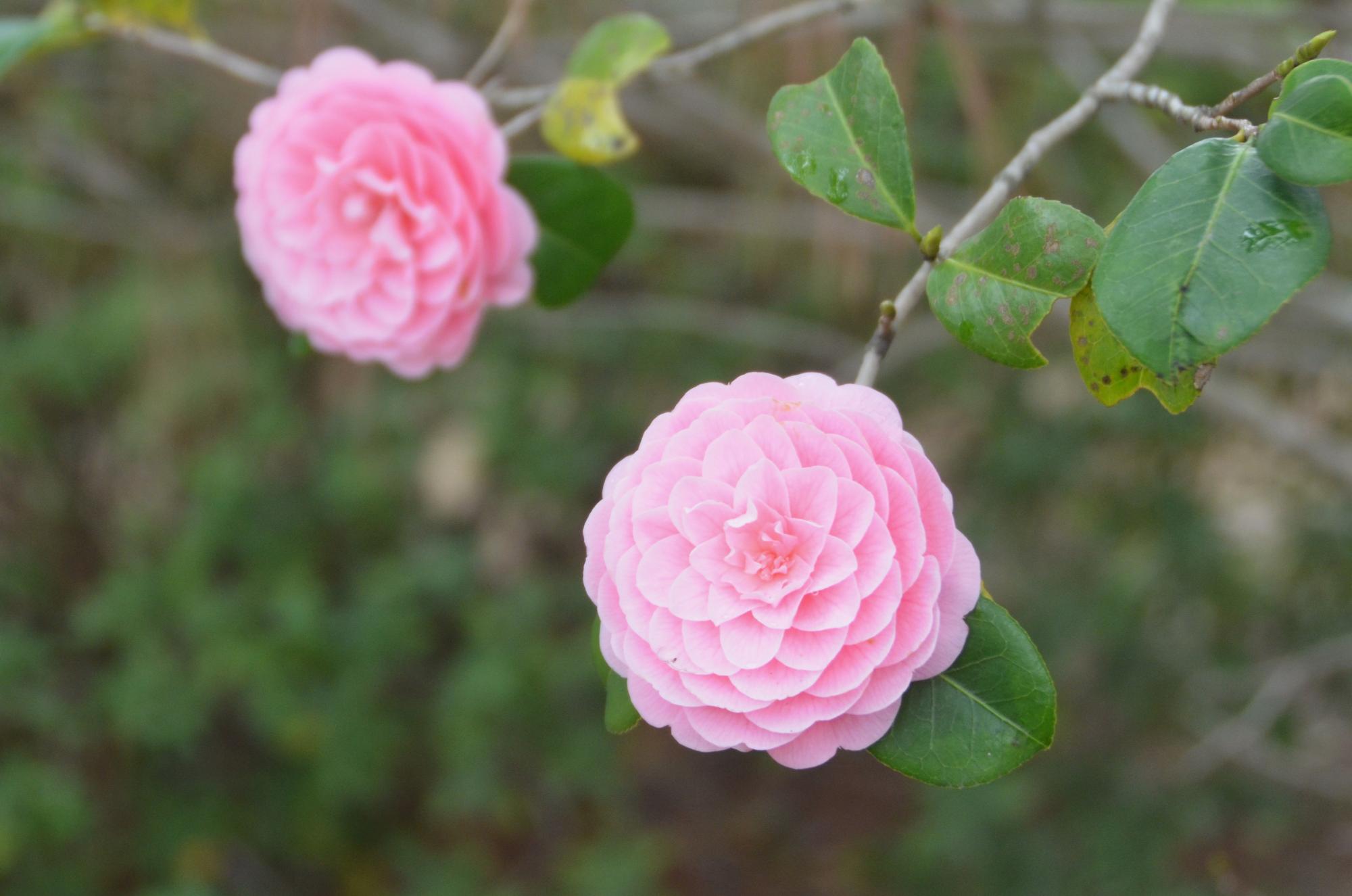 松林に咲いているオトメツバキ。