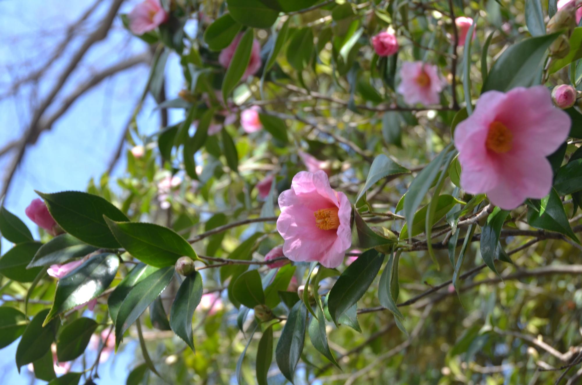 可憐なピンク色のツバキ