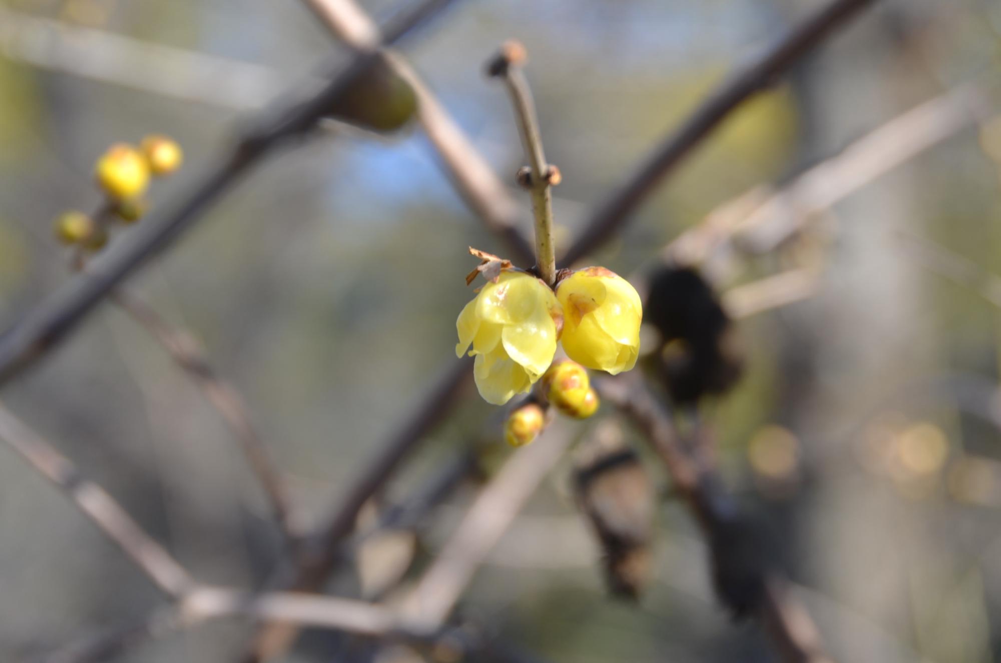 ロウバイ咲いています。