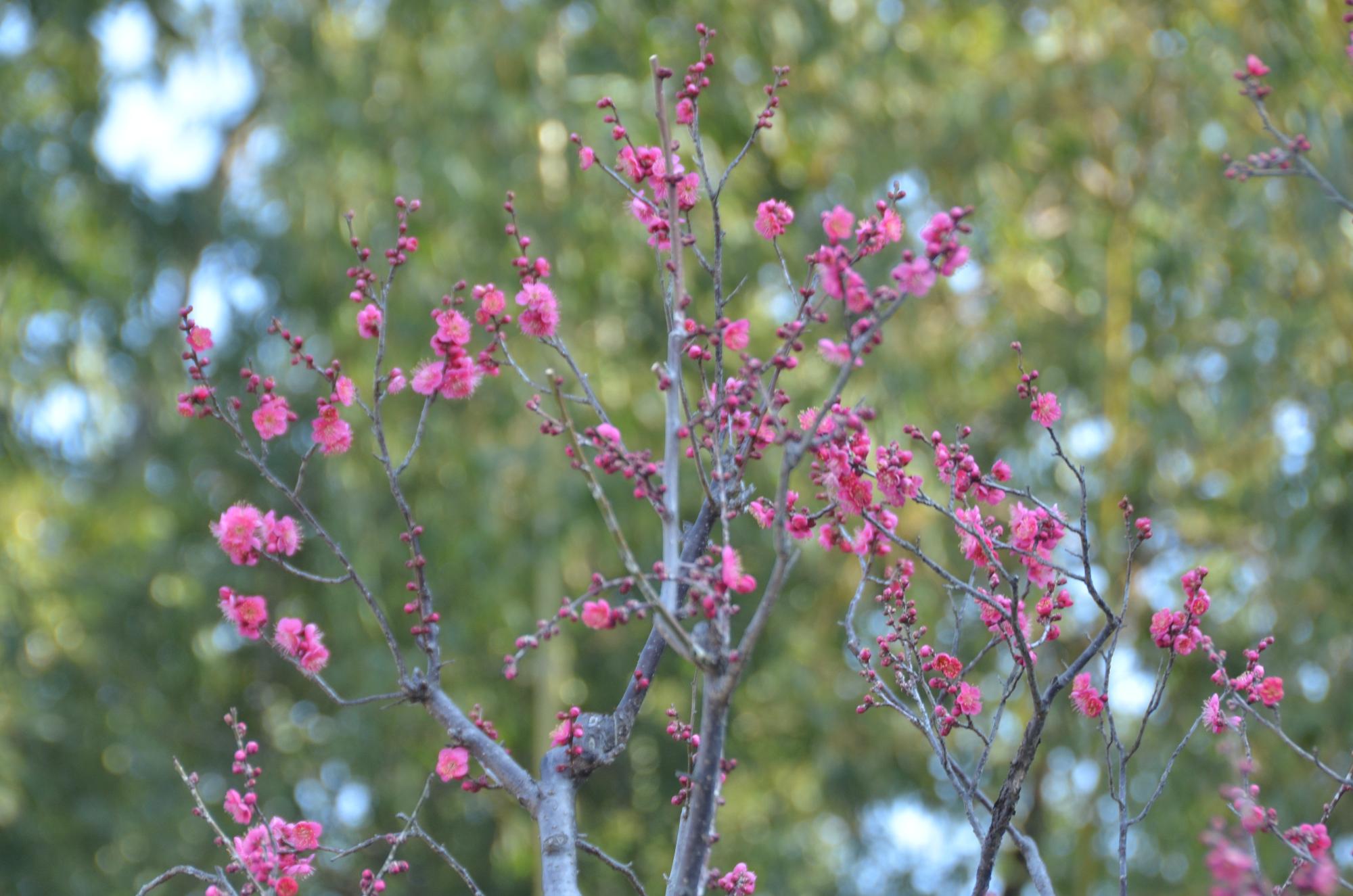 咲き始めた紅梅