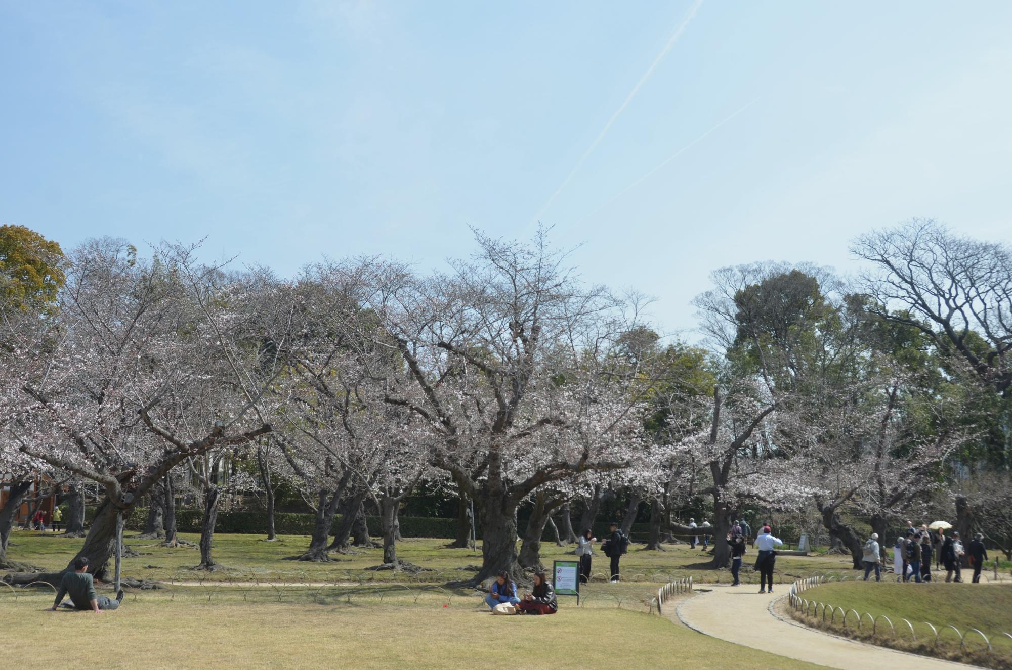 岡山後楽園の桜林。