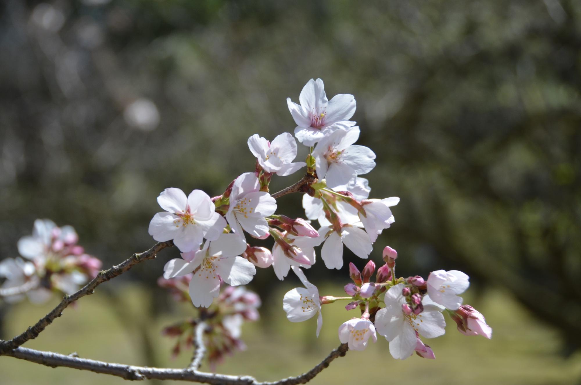 ソメイヨシノ三分咲きです