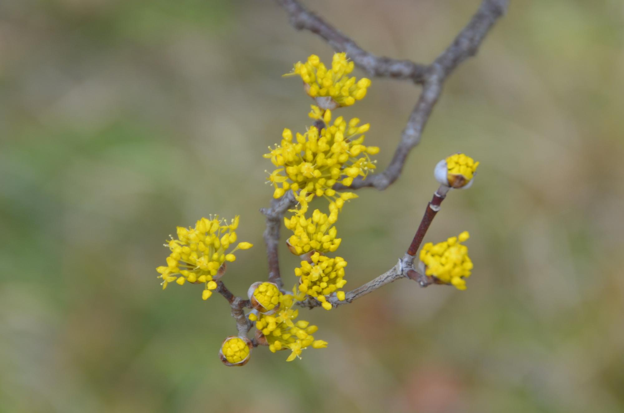 サンシュユの花