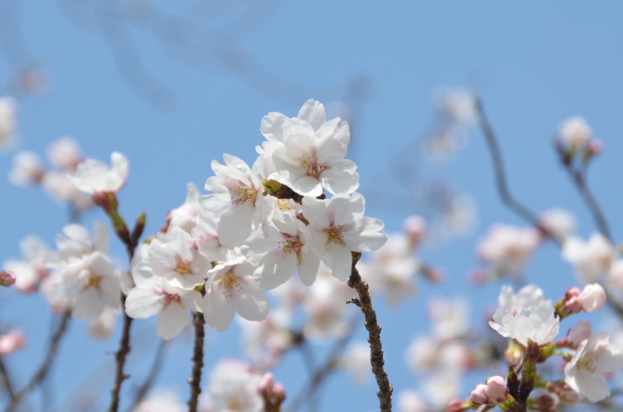 三分咲きのソメイヨシノ。