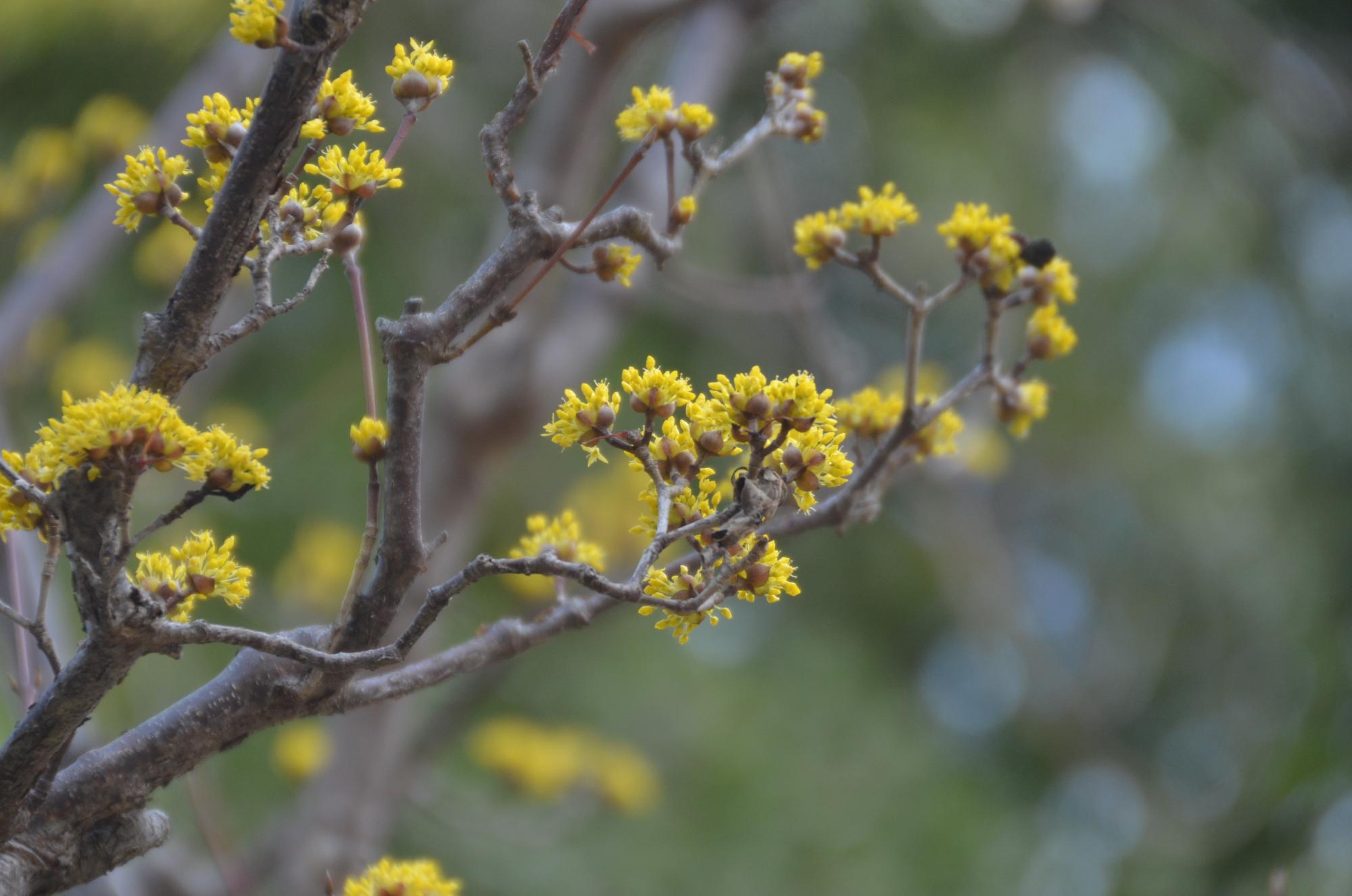 開花したサンシュユの花