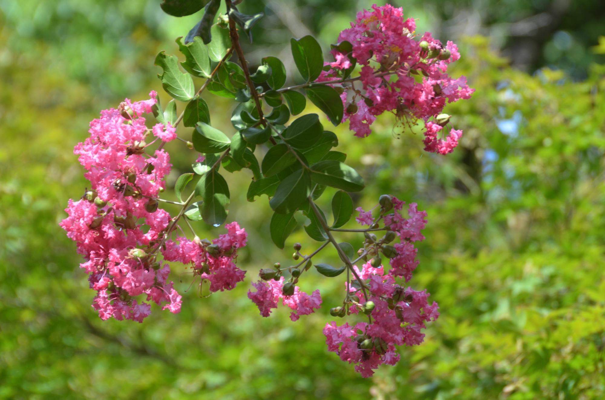 鶴舎近くのサルスベリの花。