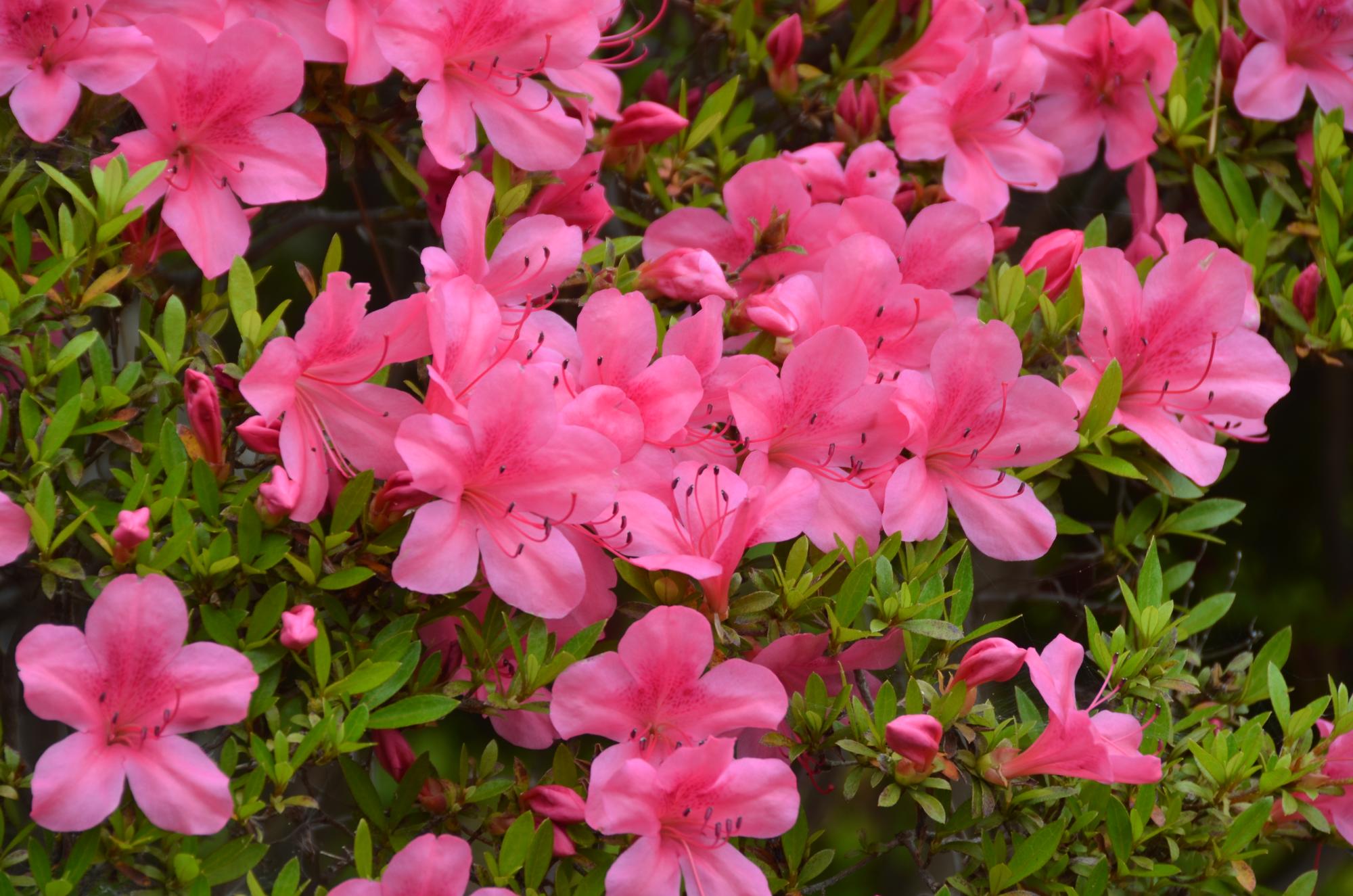 サツキの花。