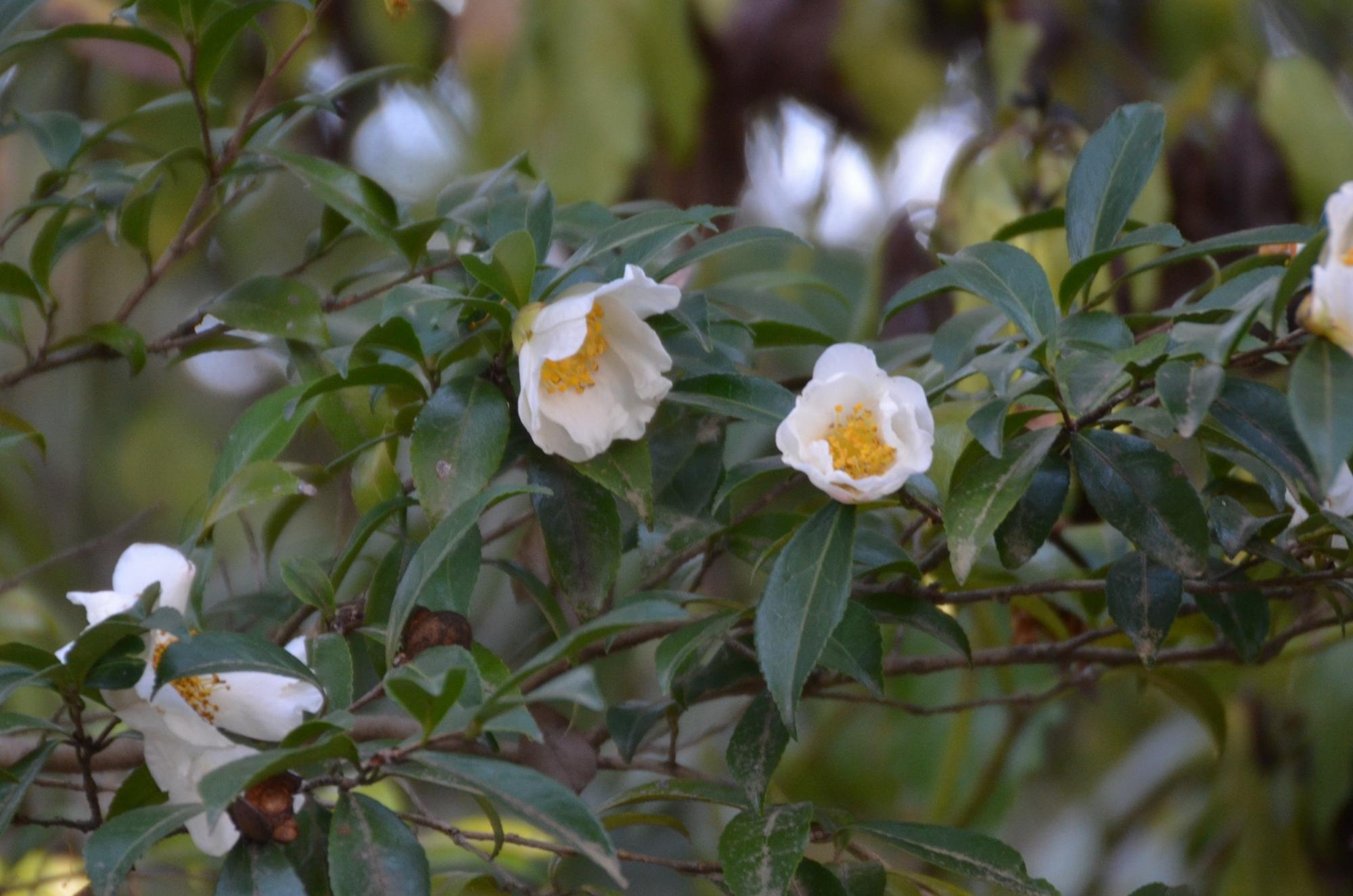 白いサzァンカの花。
