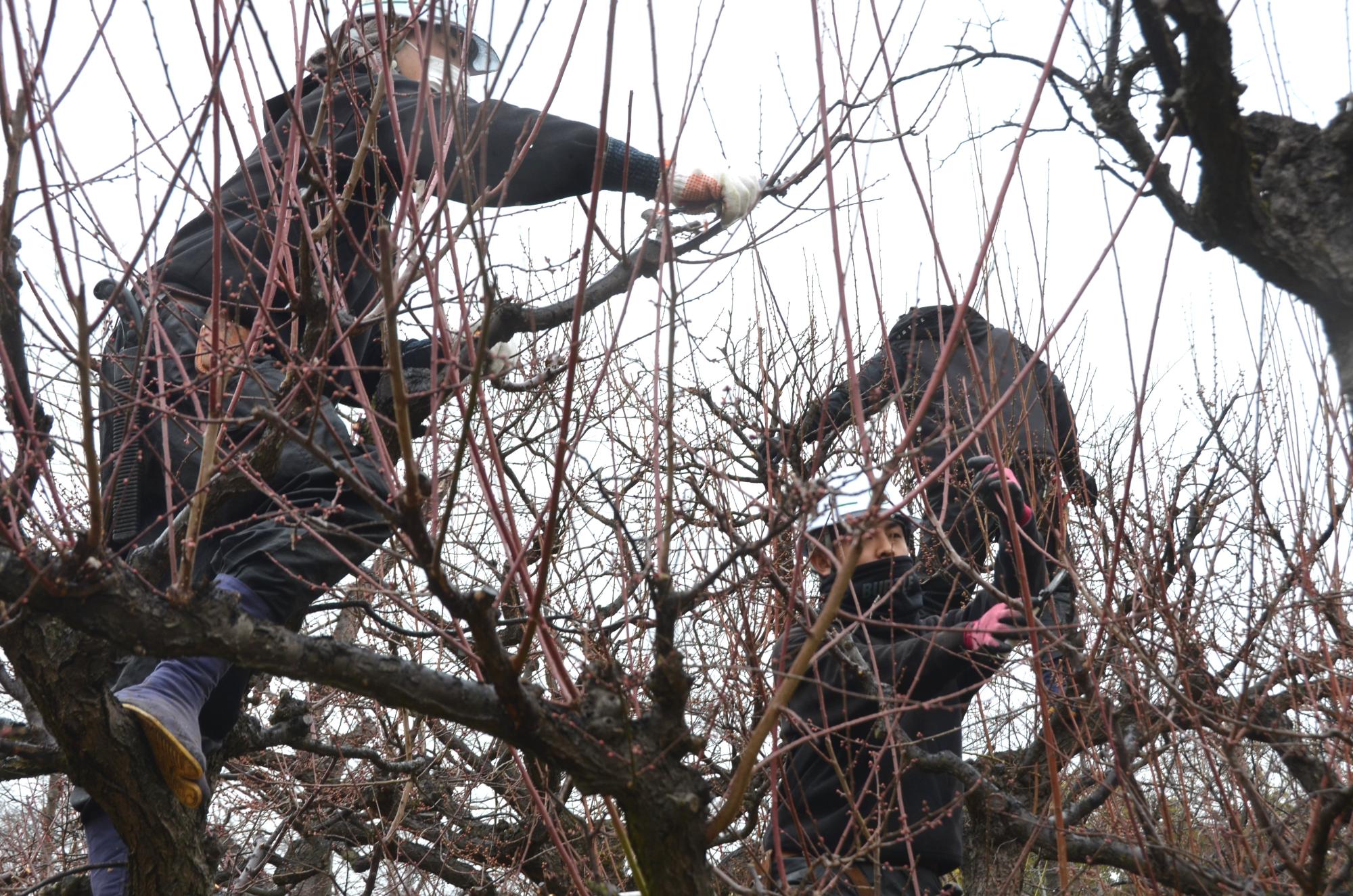 梅枝の剪定作業。