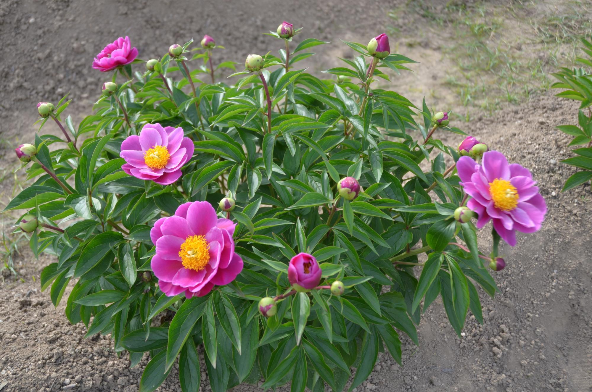 ピンク色のシャクヤクの花。