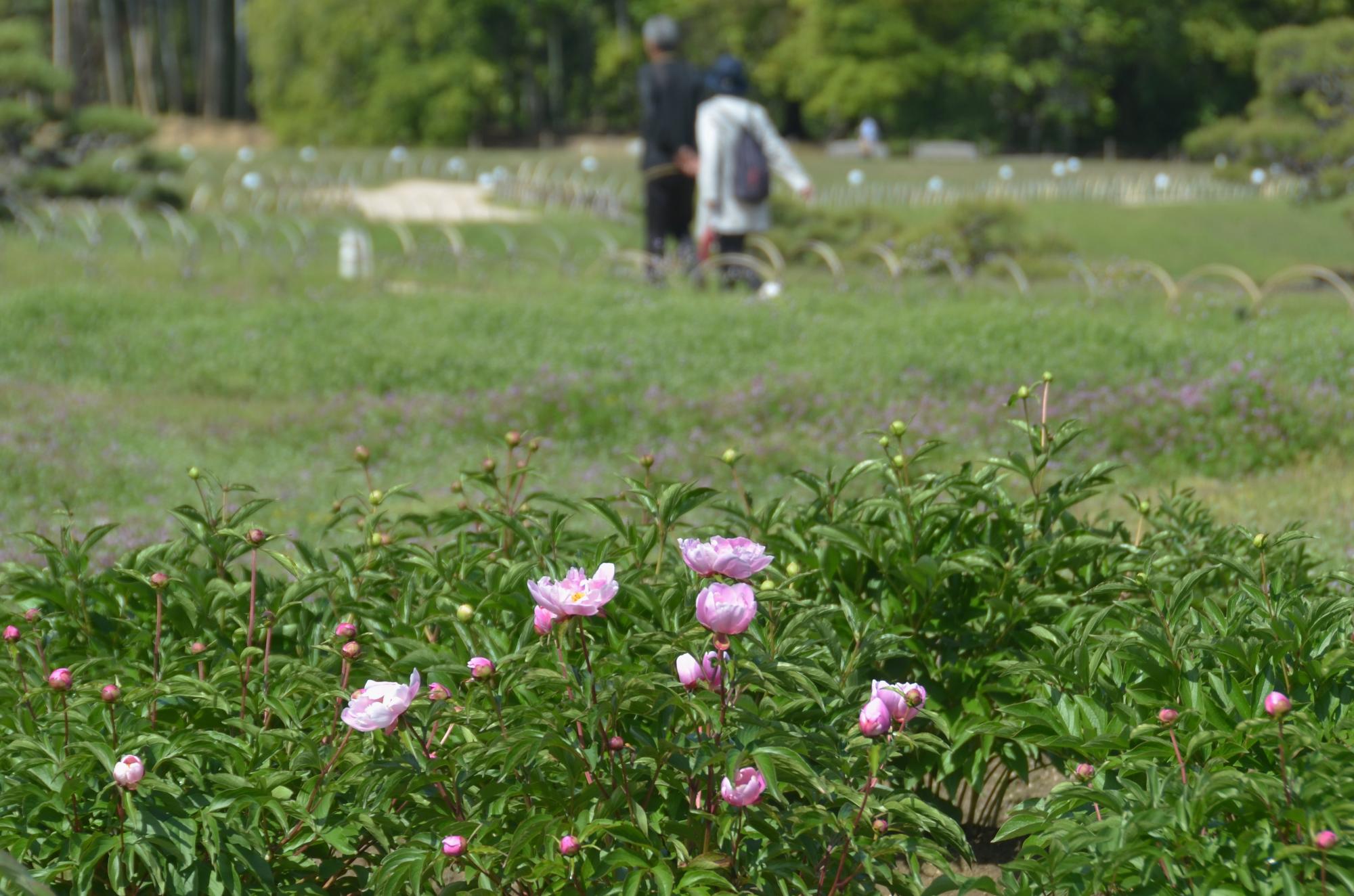 井田に咲くシャクヤクの花。