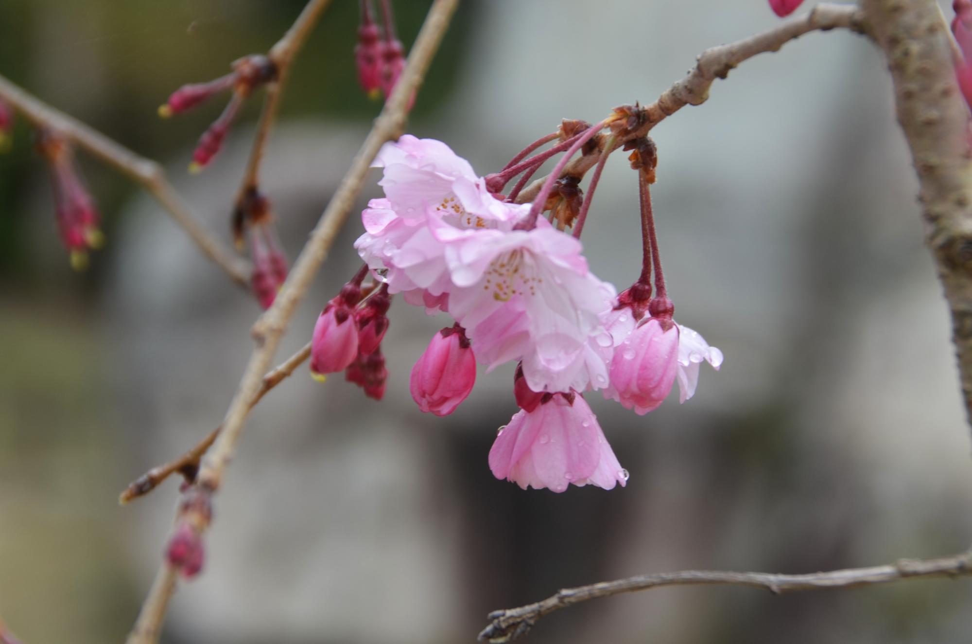 咲き始めたヤエベニシダレ。