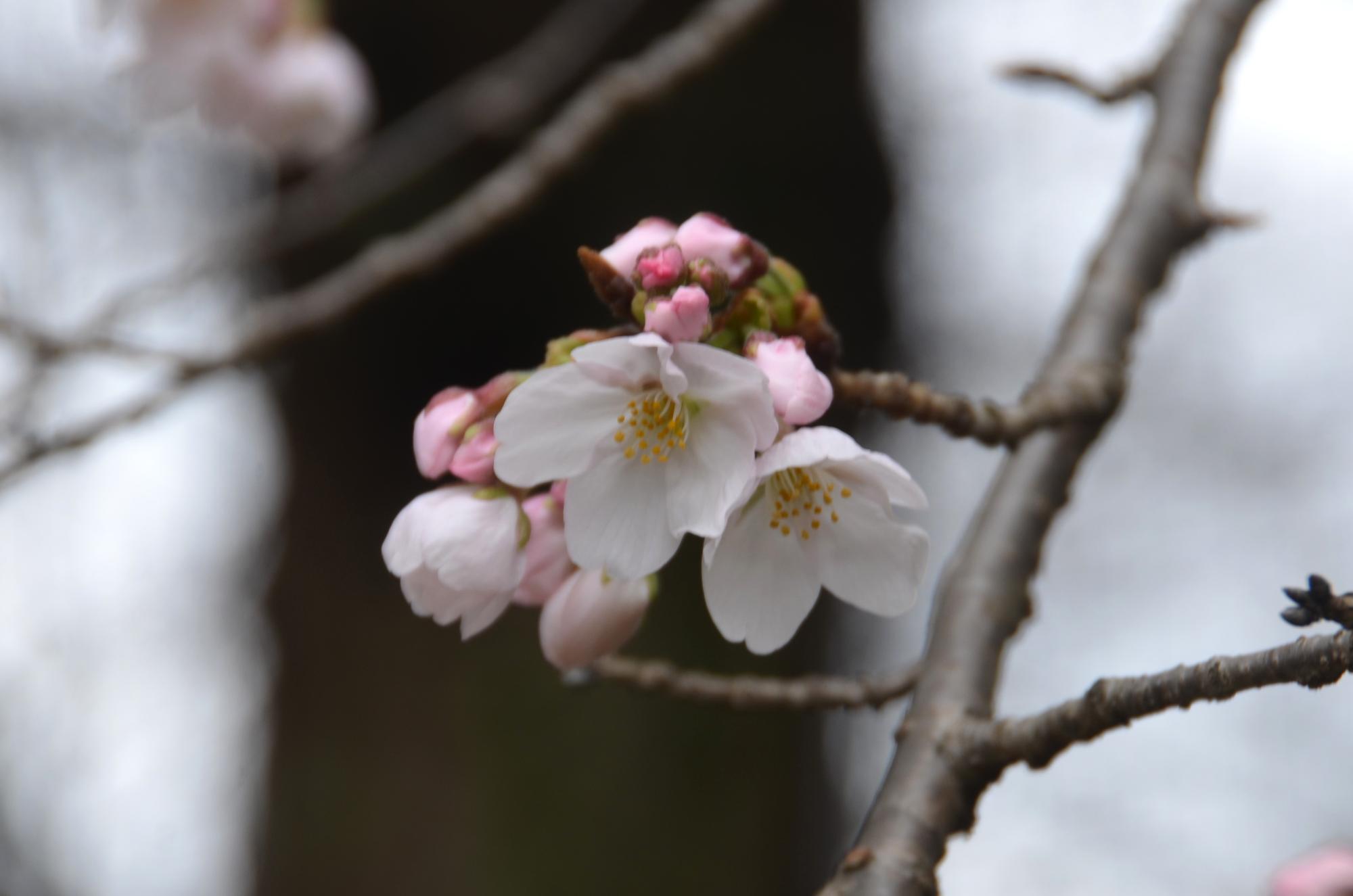 ソメイヨシノ咲き始め。