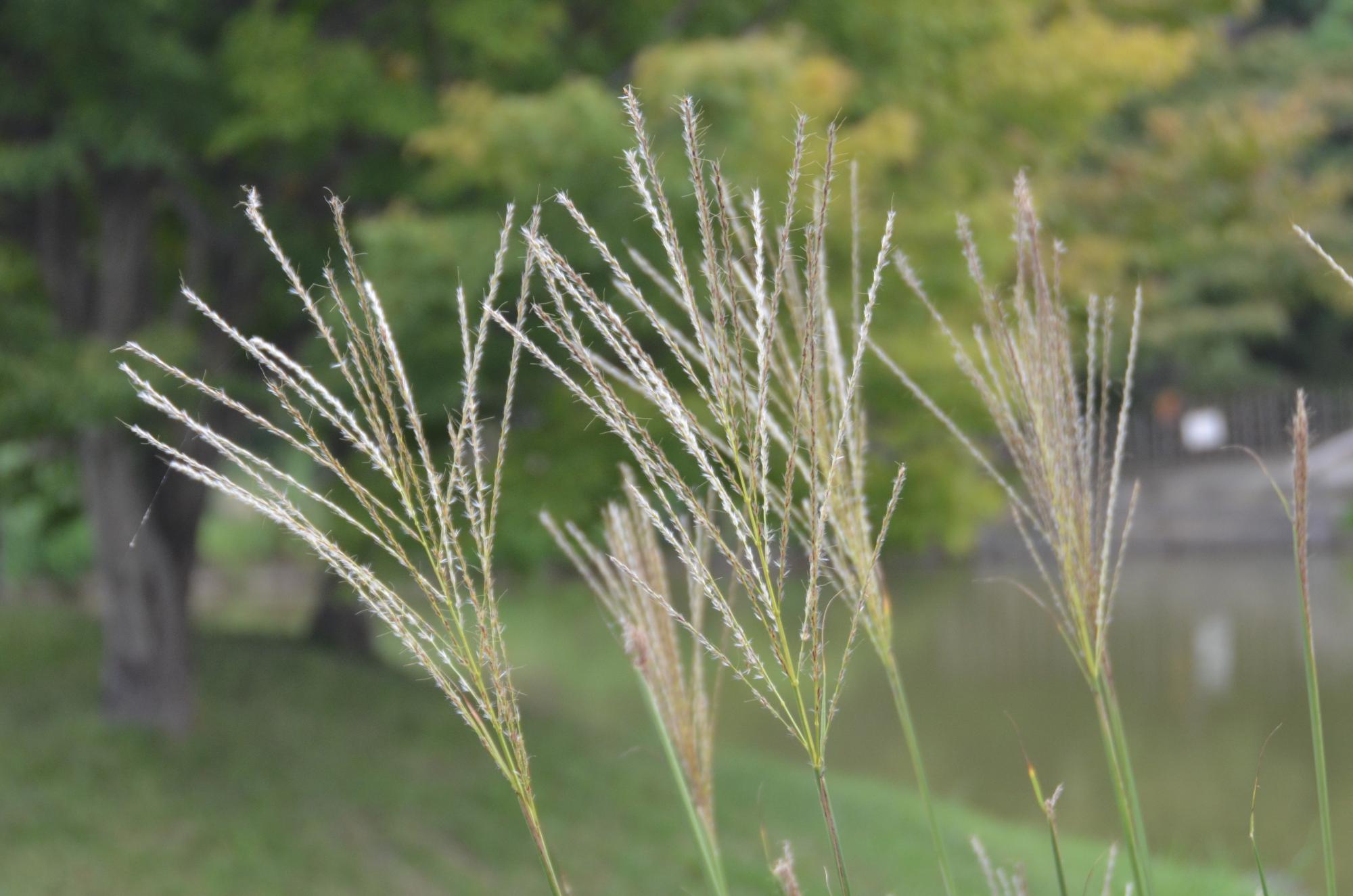 ススキ開花。