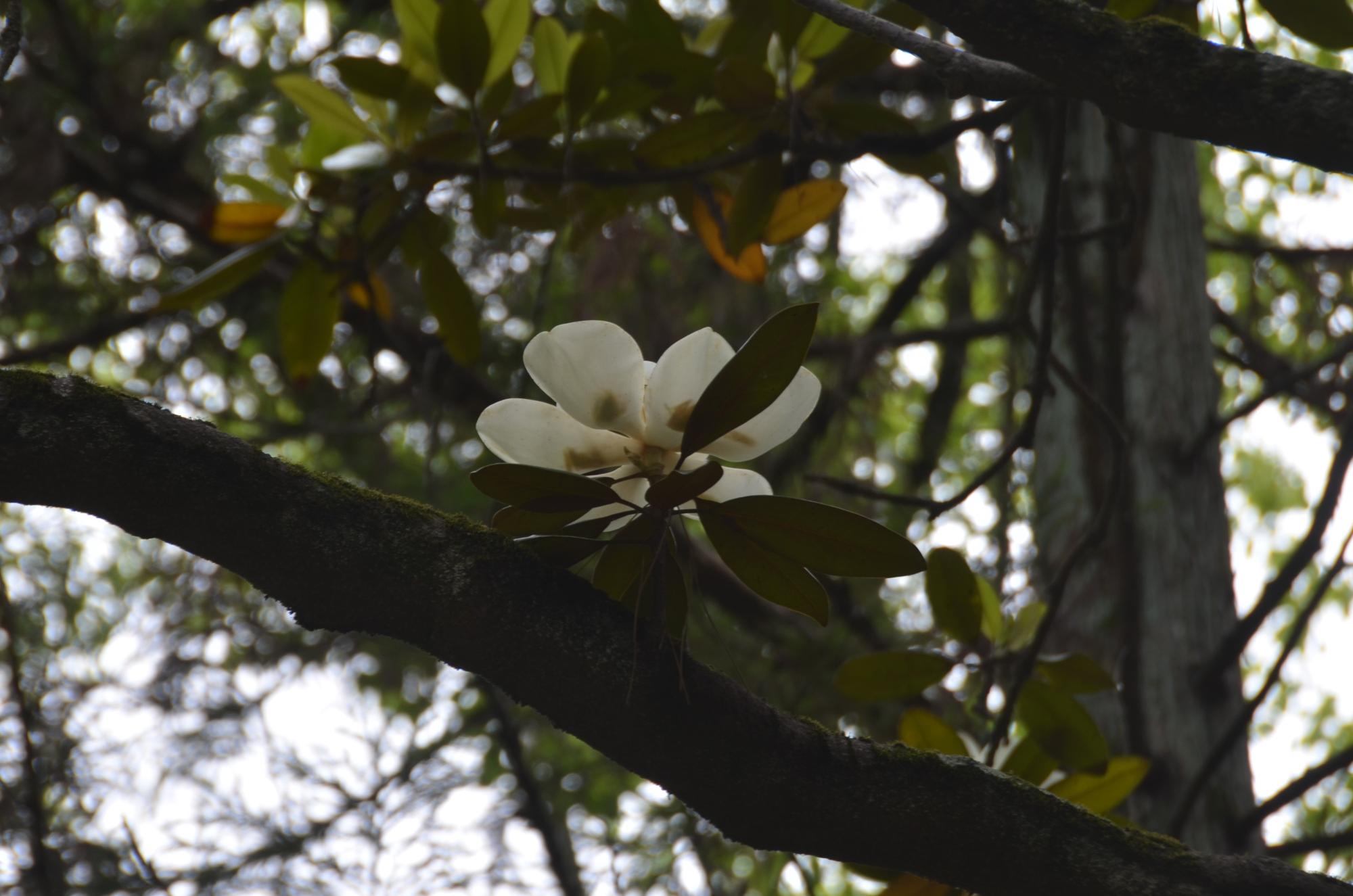 タイサンボクの花。