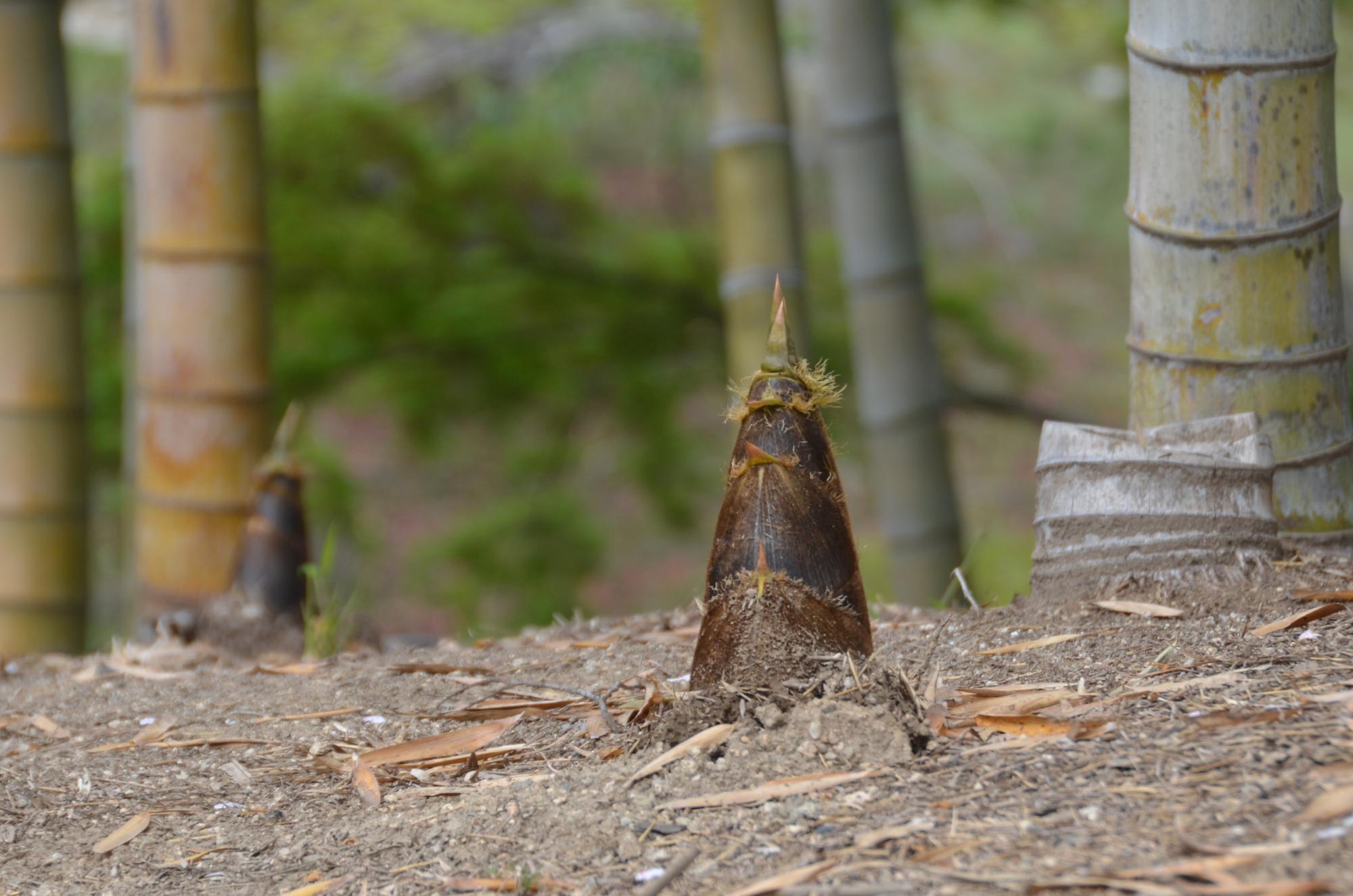 生え始めたタケノコ。