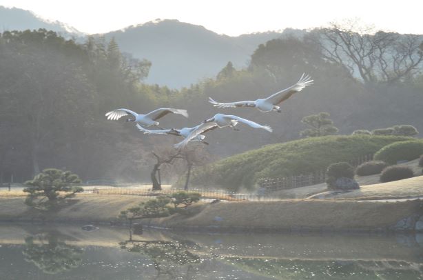 タンチョウの園内散策の様子