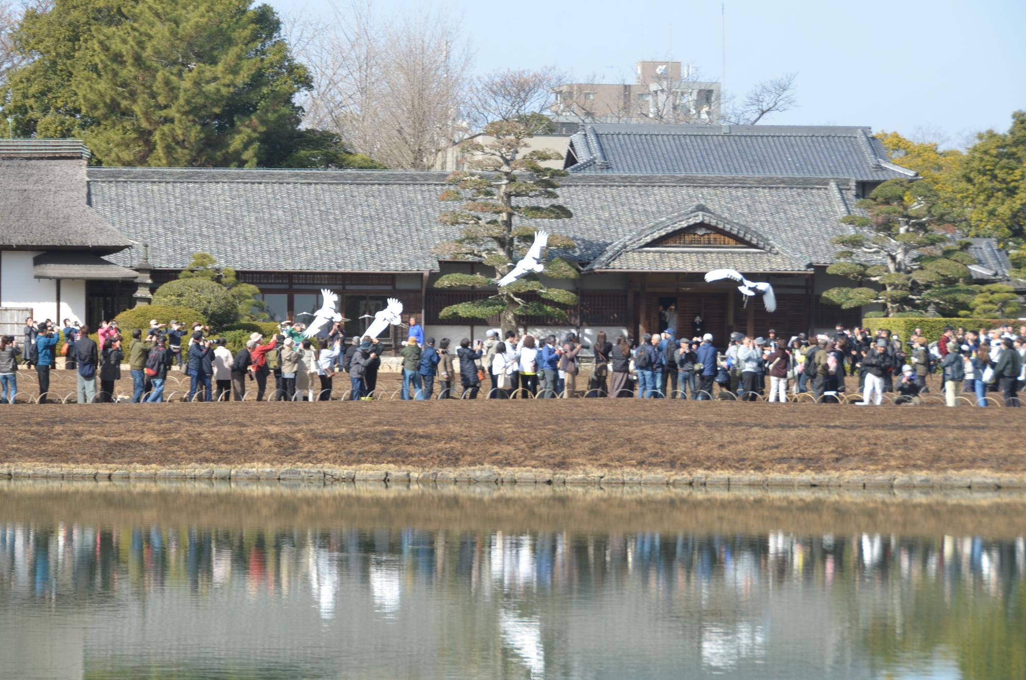 4羽のタンチョウが飛んでいる様子