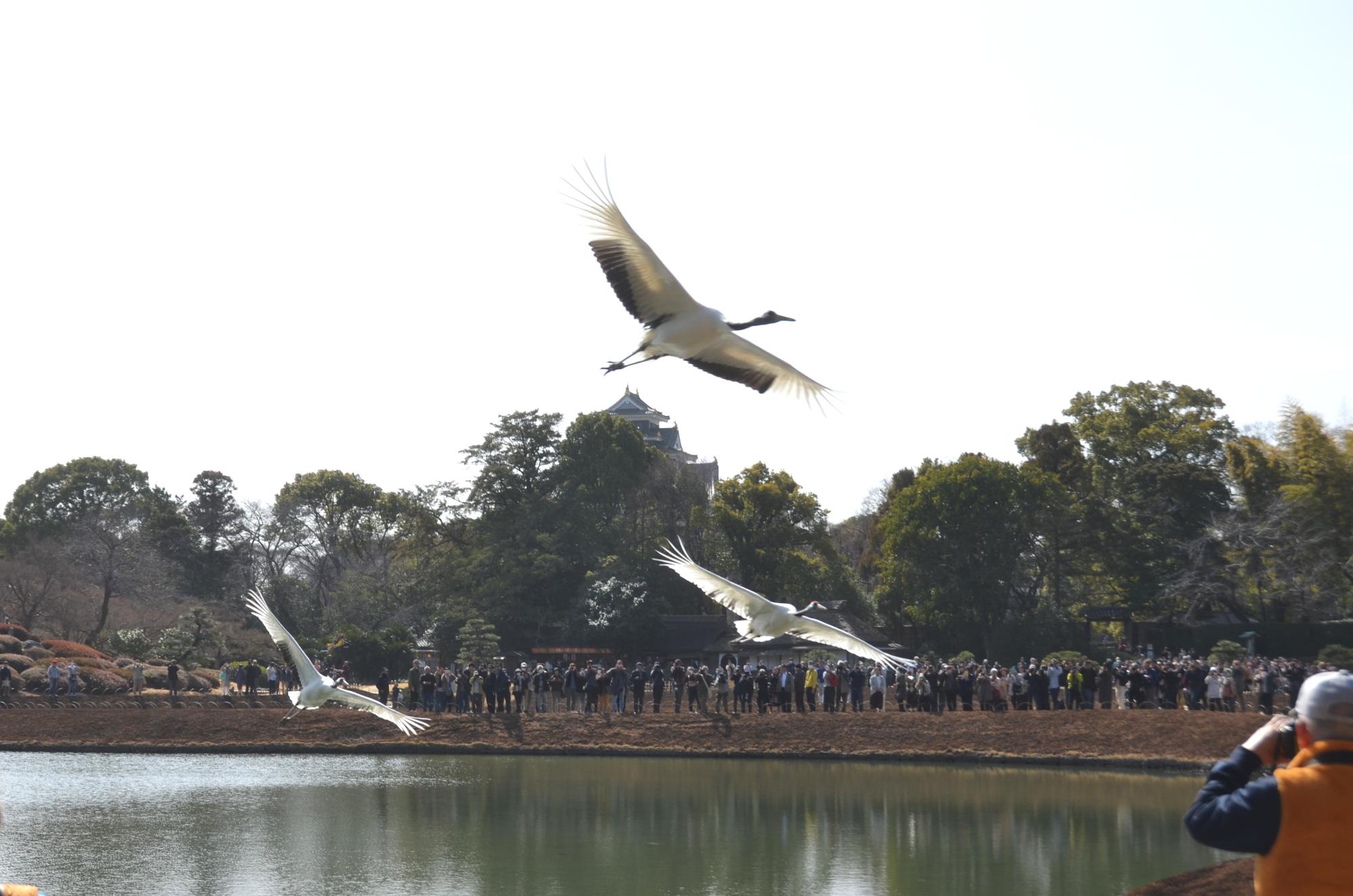 優美な飛んでいるタンチョウ