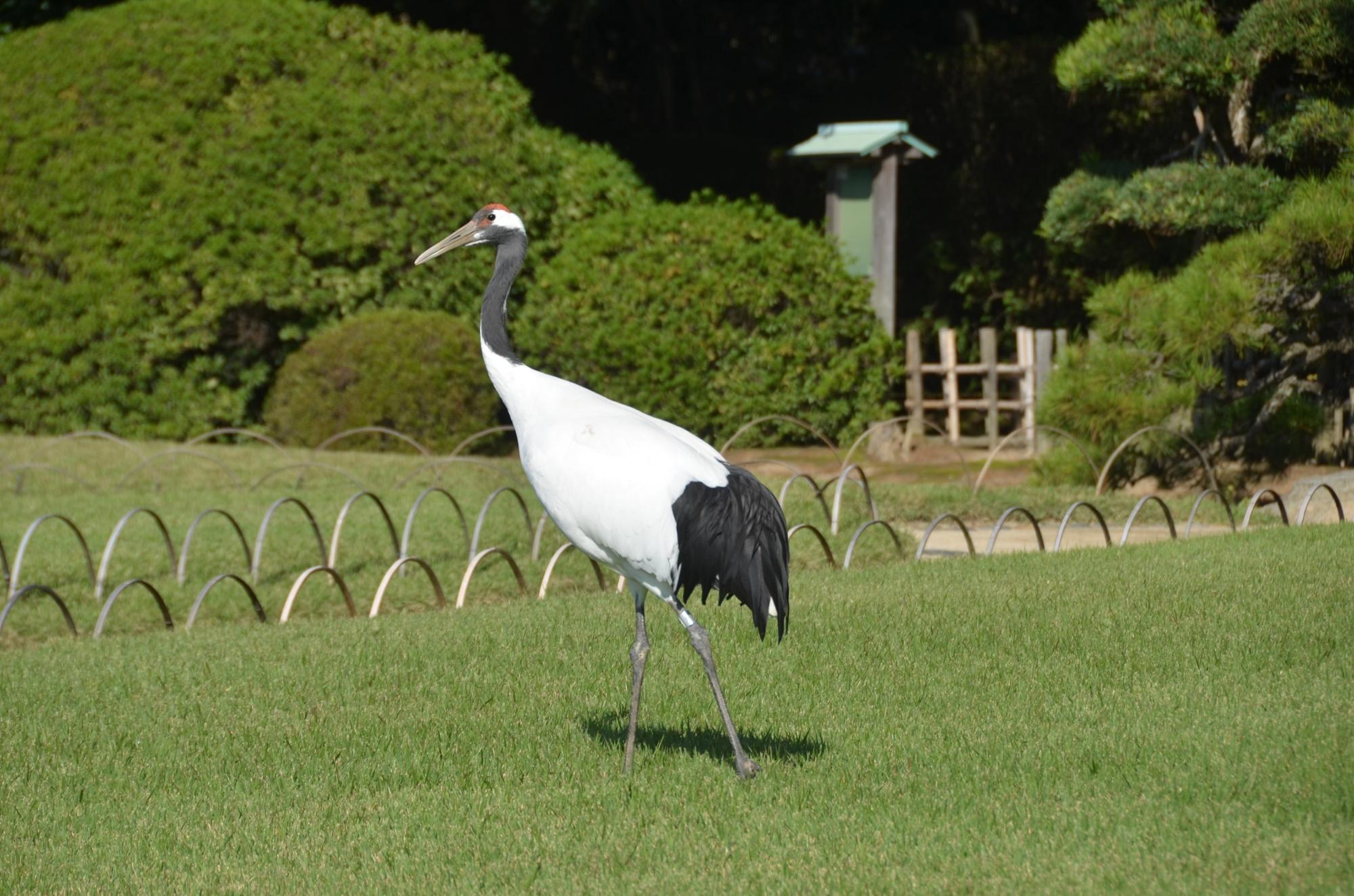 タンチョウの園内散策の様子