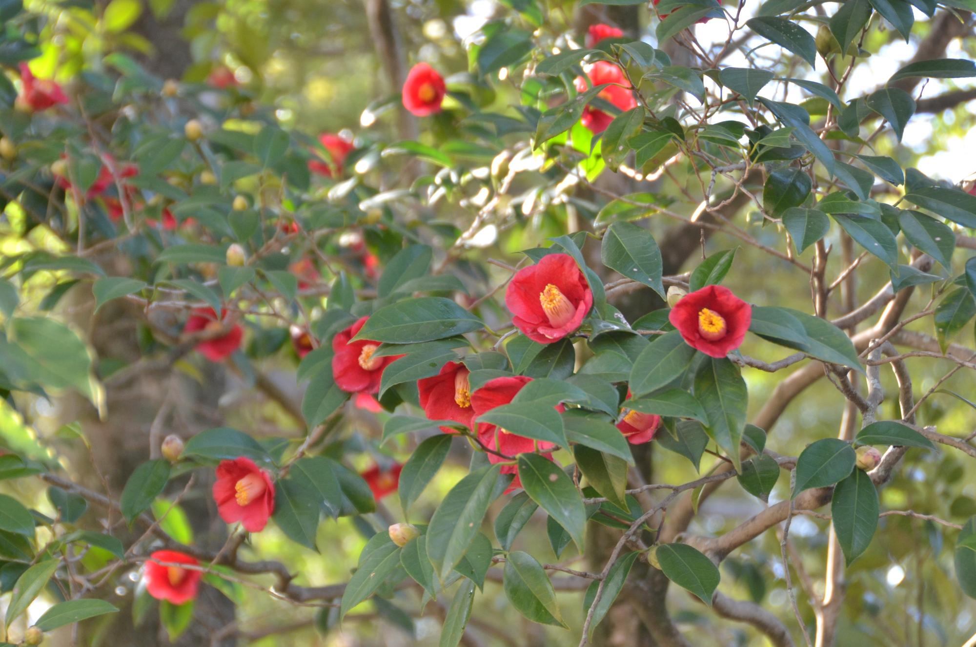 赤色のツバキの花