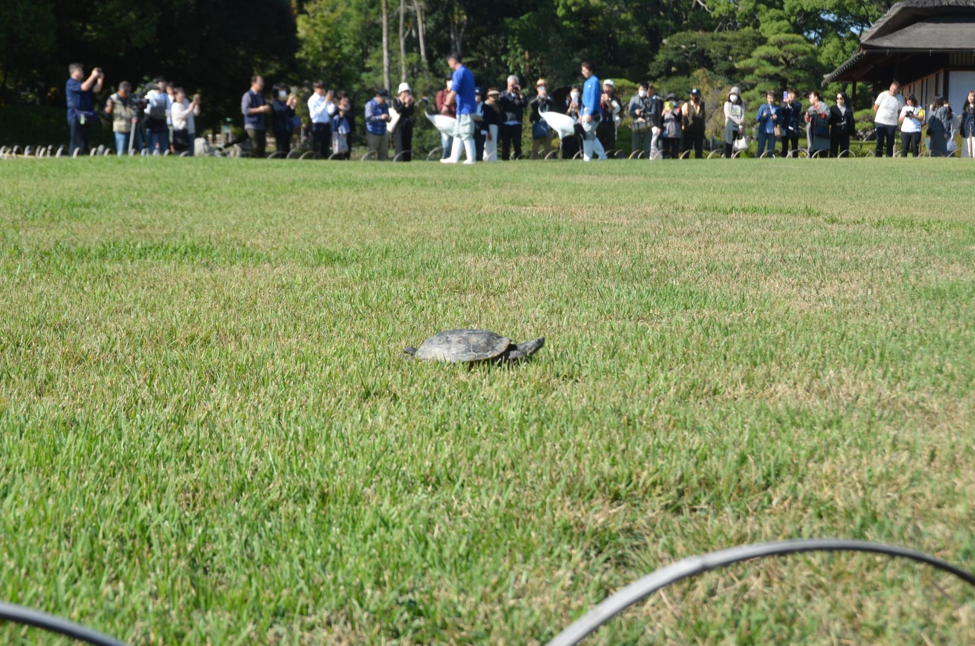 沢の池からの珍客、カメさん。