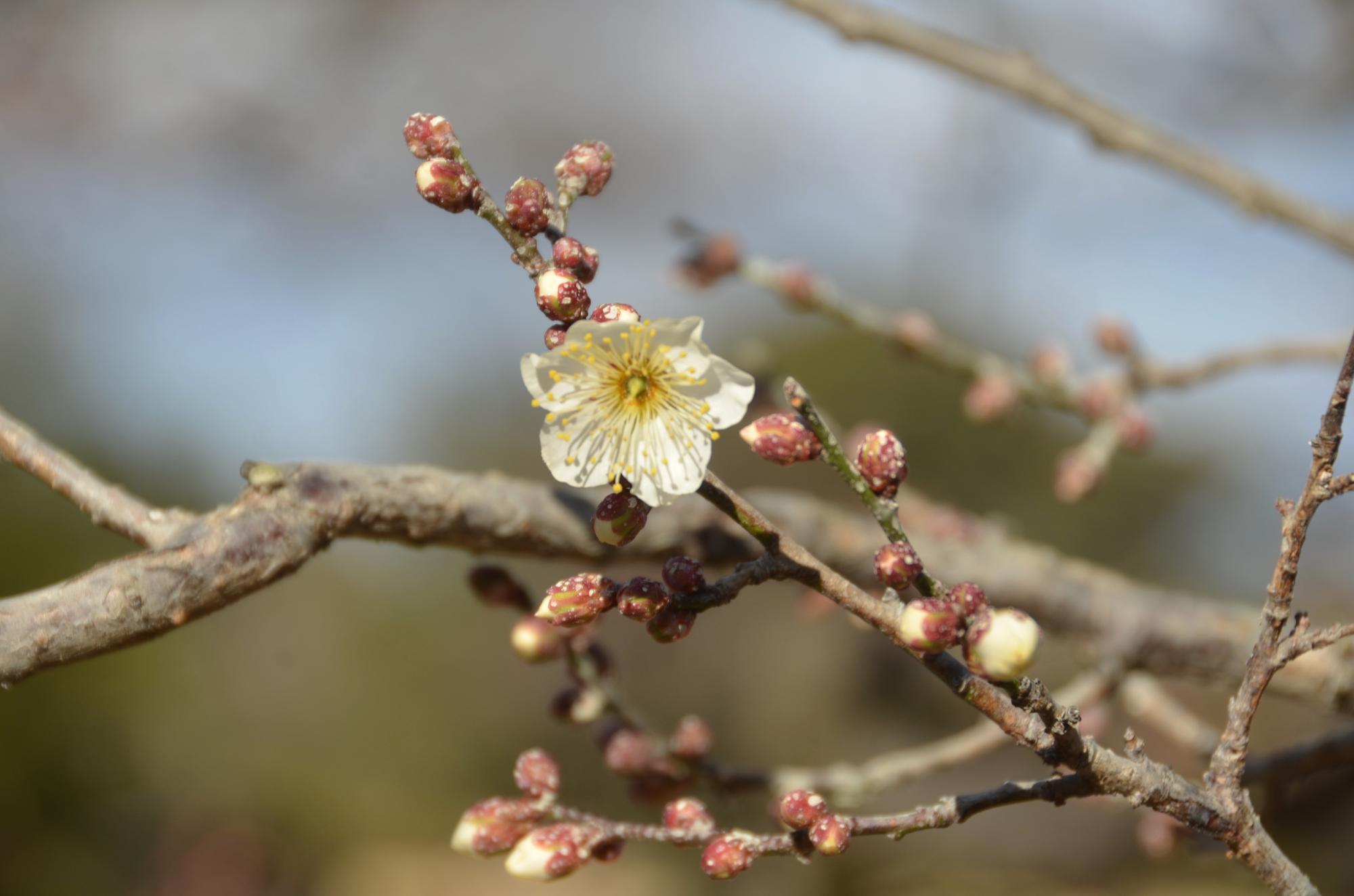 三輪目に開花した梅の花。