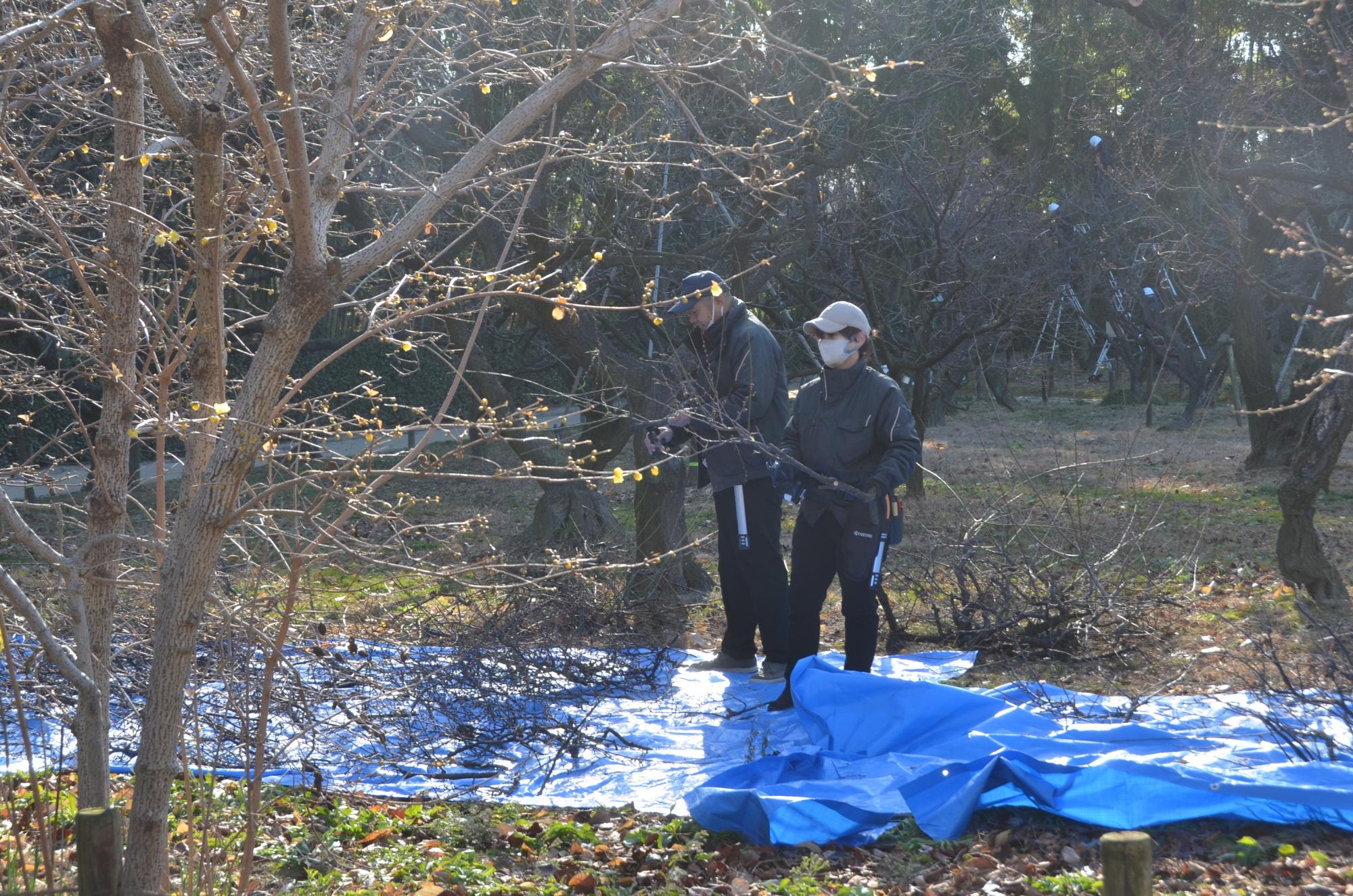 梅枝の販売準備。