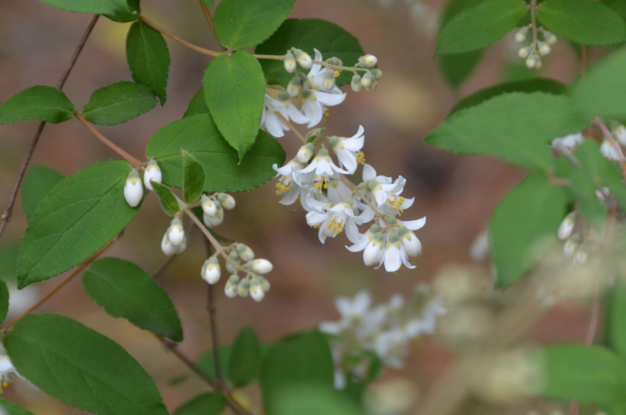 白くて小さなウツギの花。