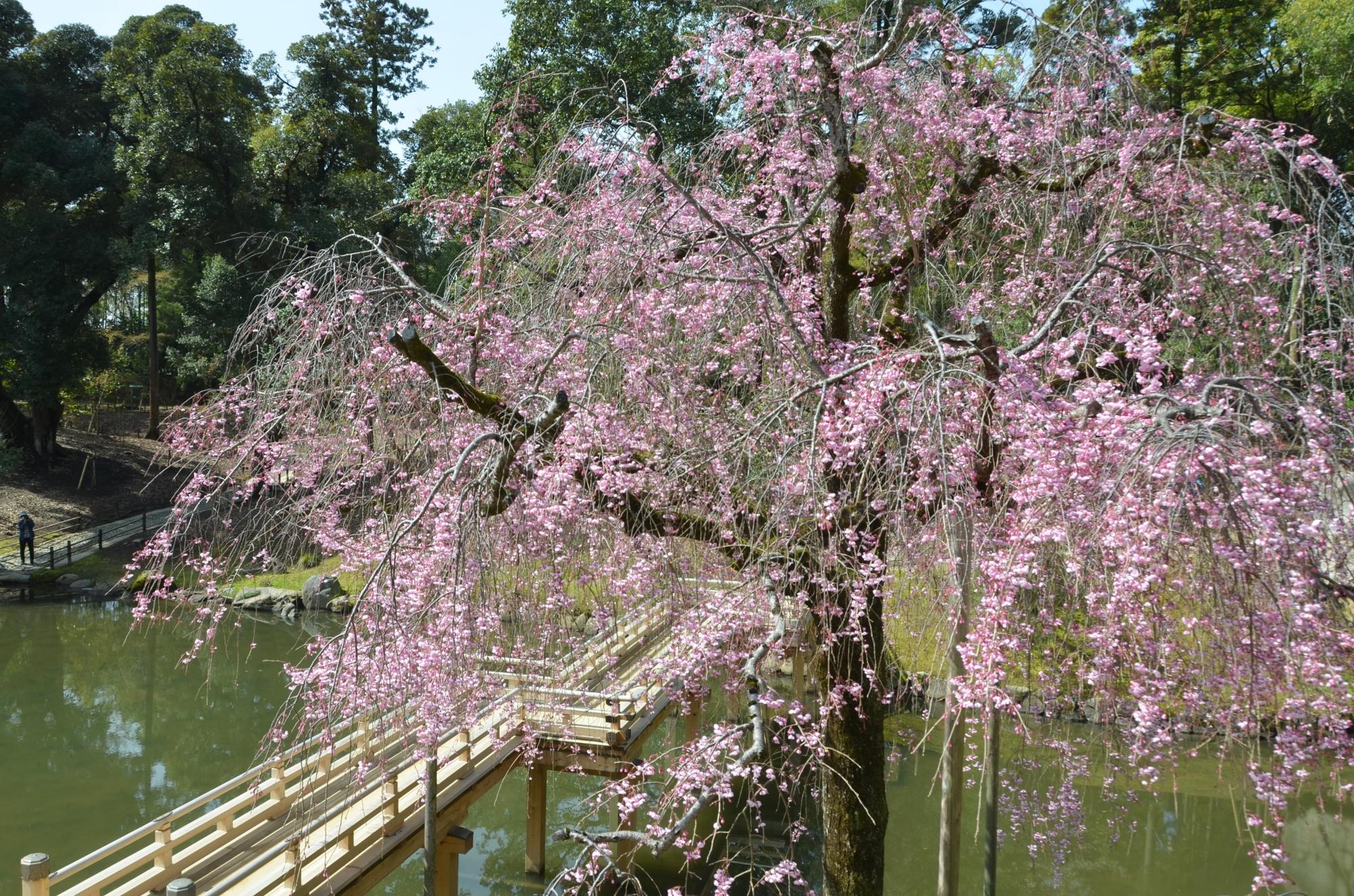 七分咲きとなったヤエバニシダレ。