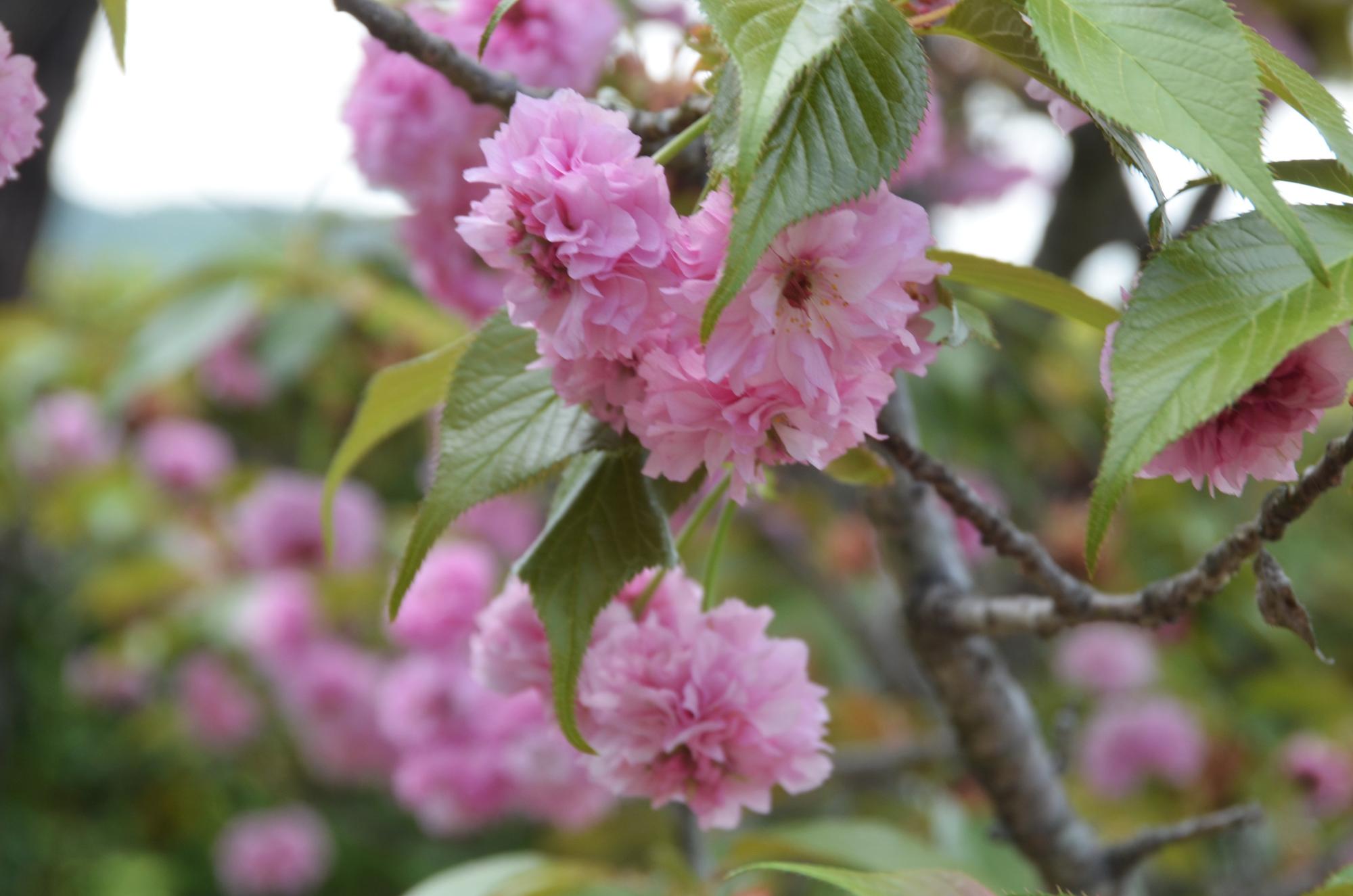 八重のキクザクラ。