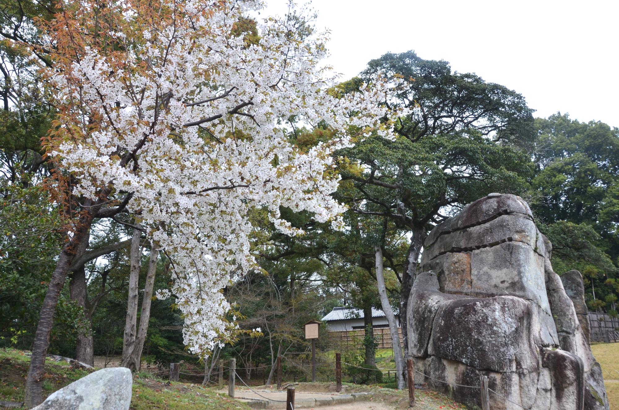 大立石近くのヤマザクラ。