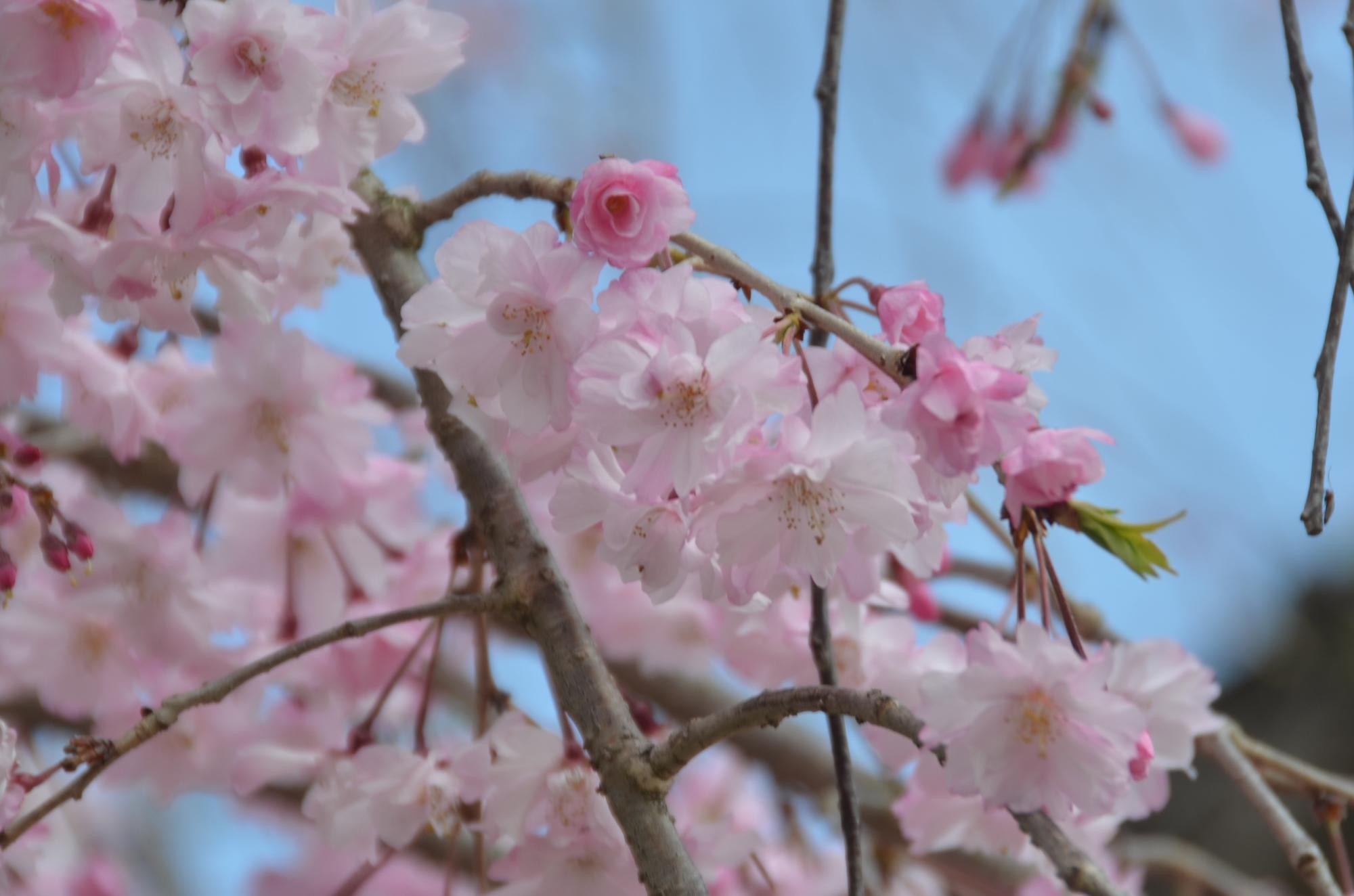 ヤエベニシダレ満開です