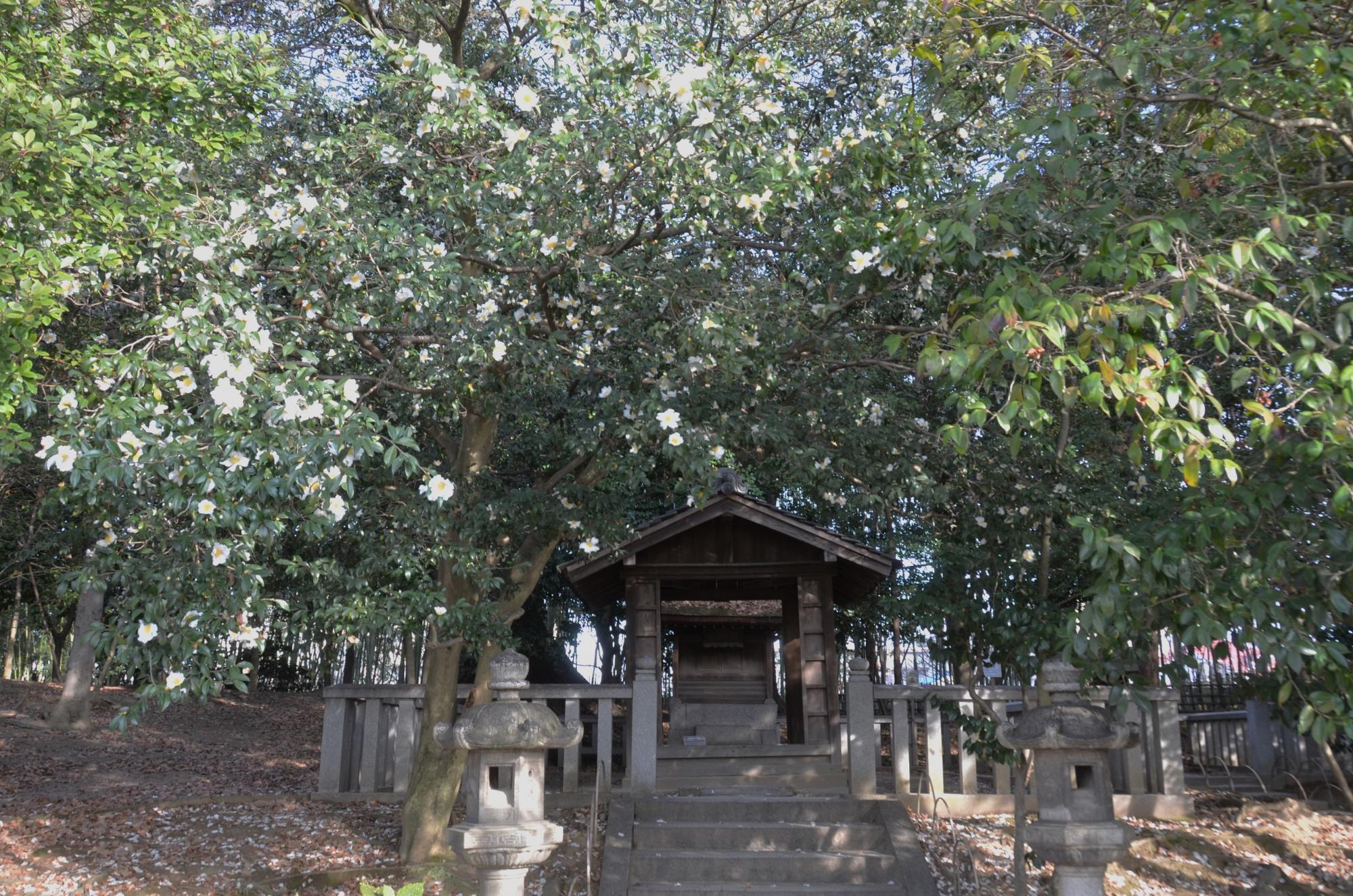 由加神社横のサザンカ。