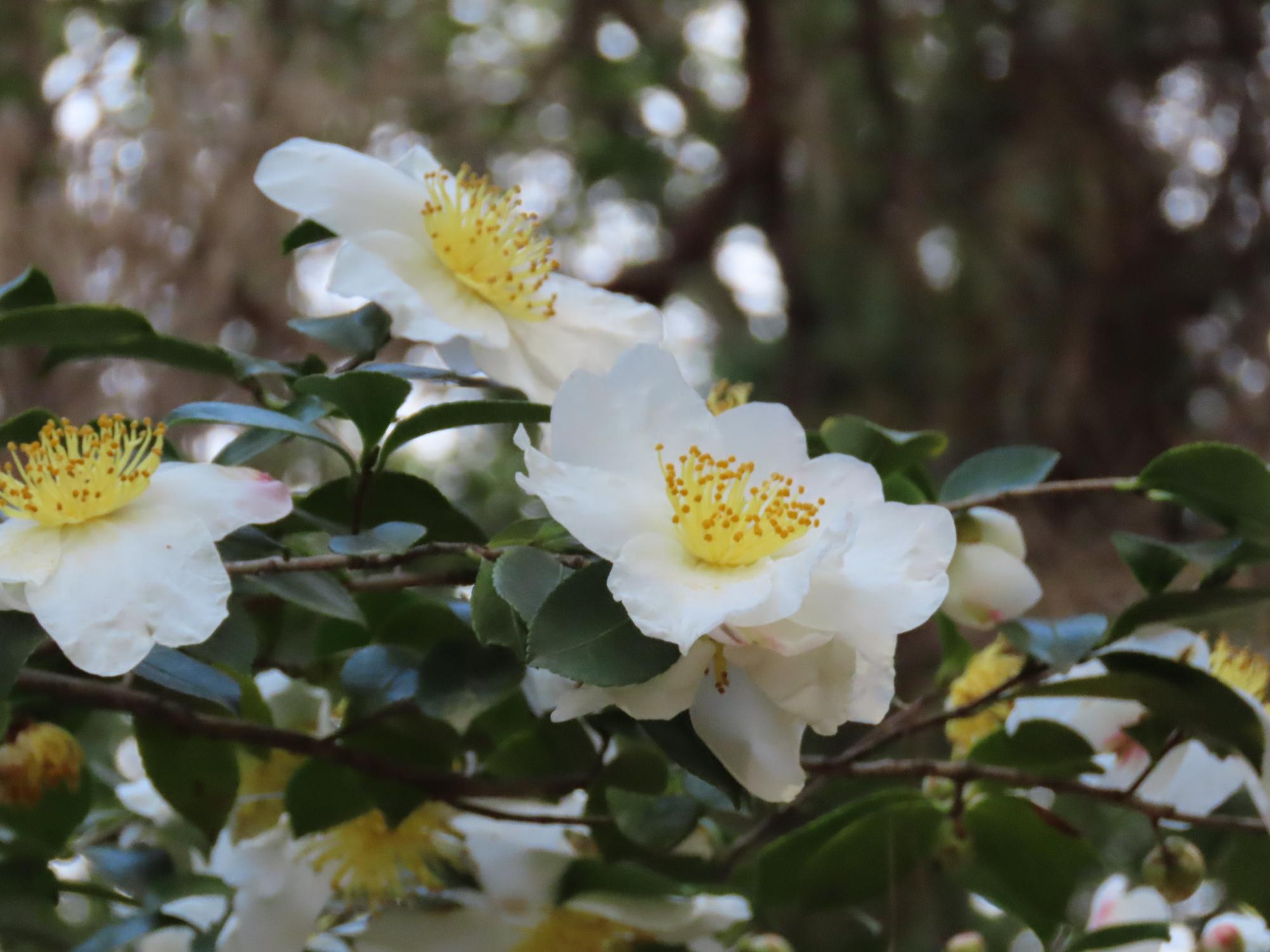 山茶花