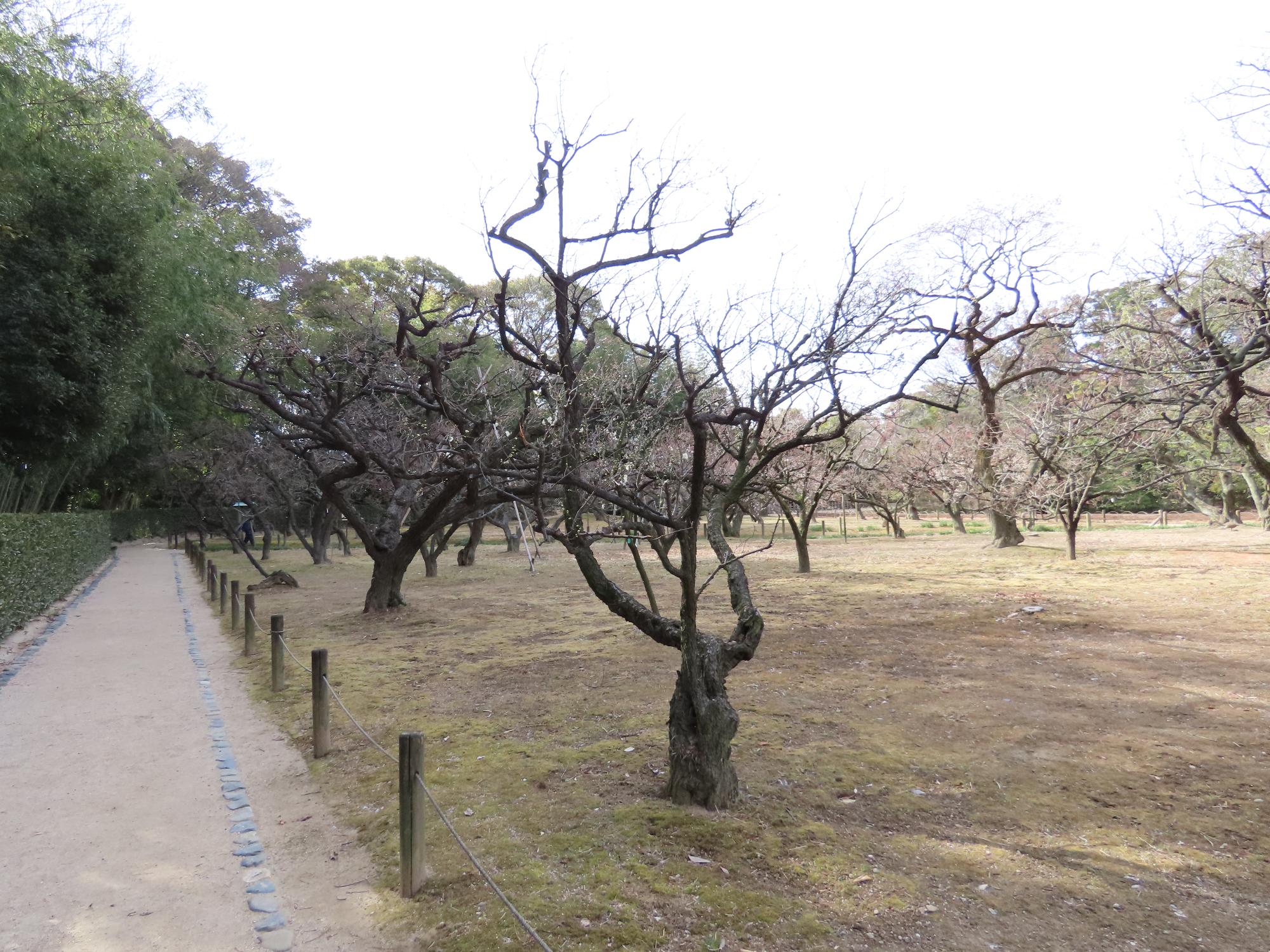 梅林（緑萼）