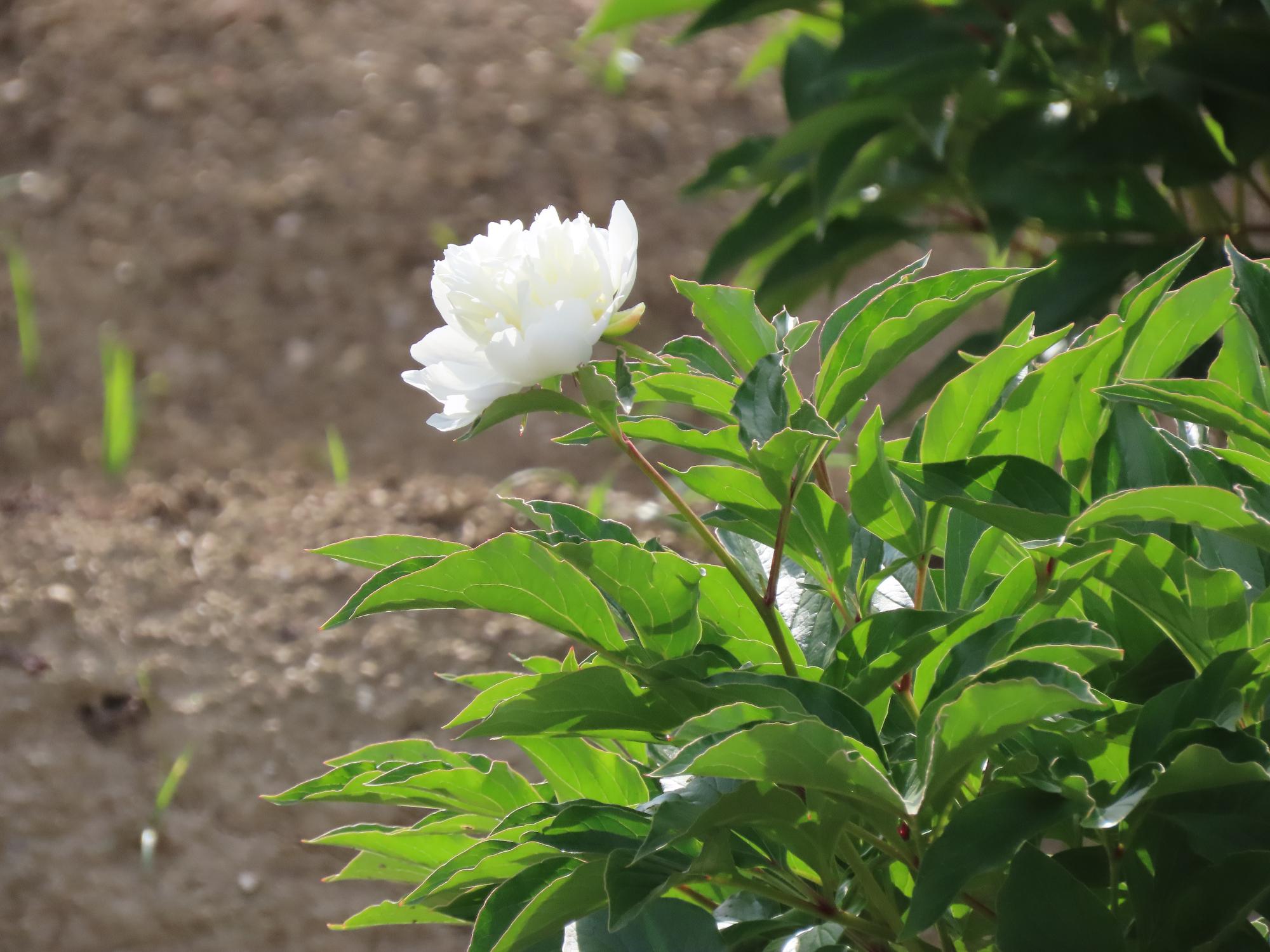 芍薬