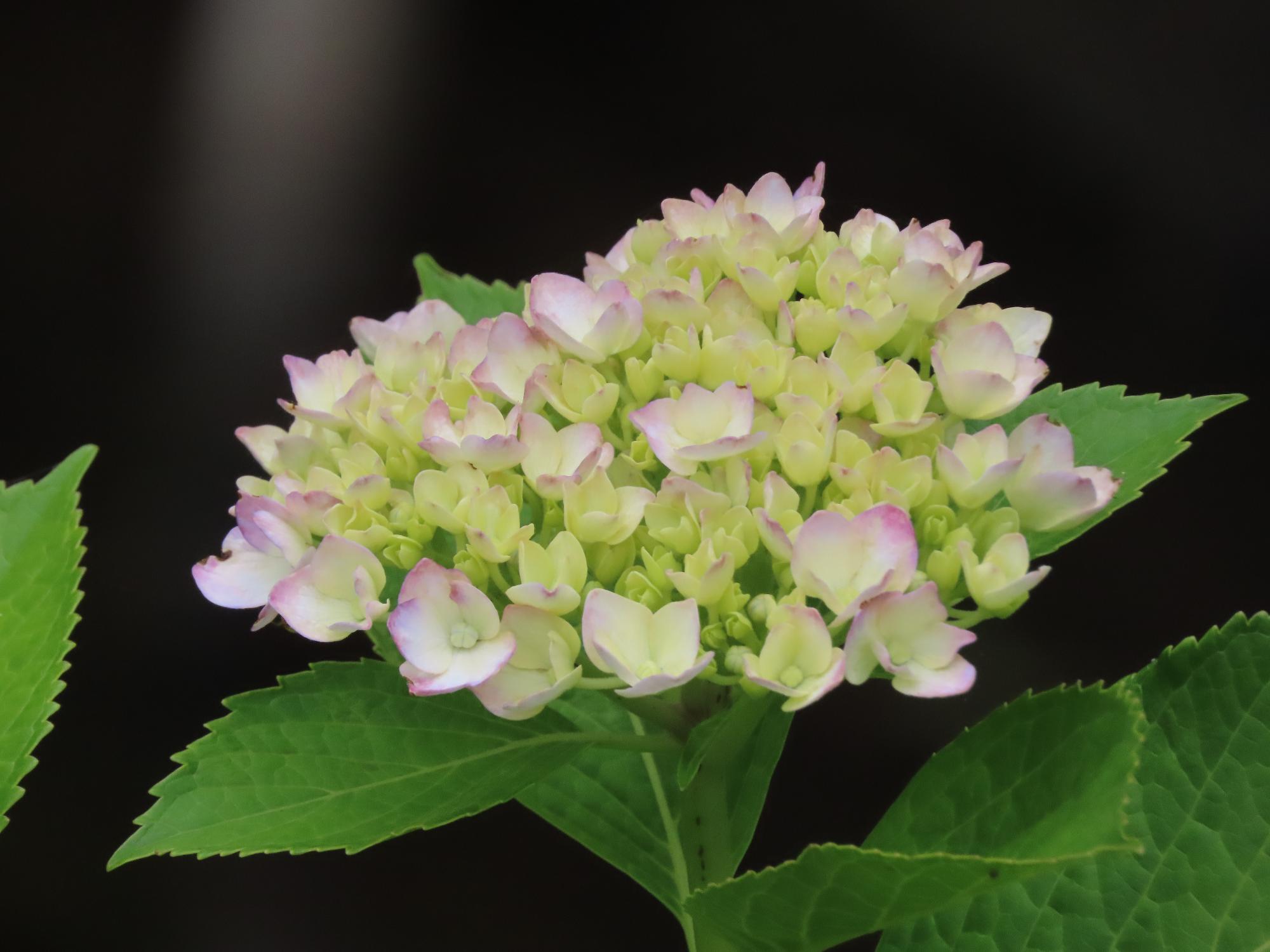 紫陽花
