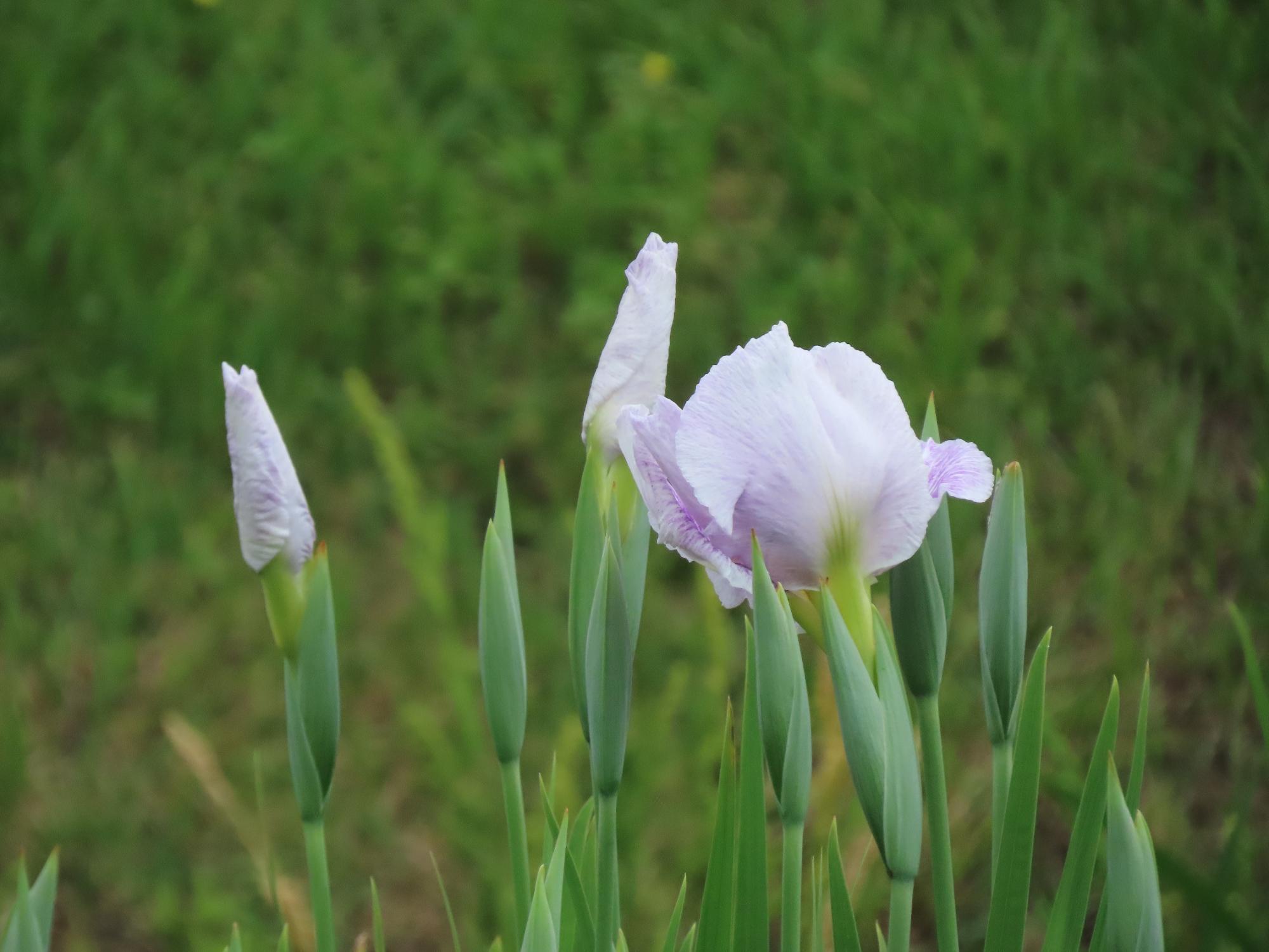 花菖蒲